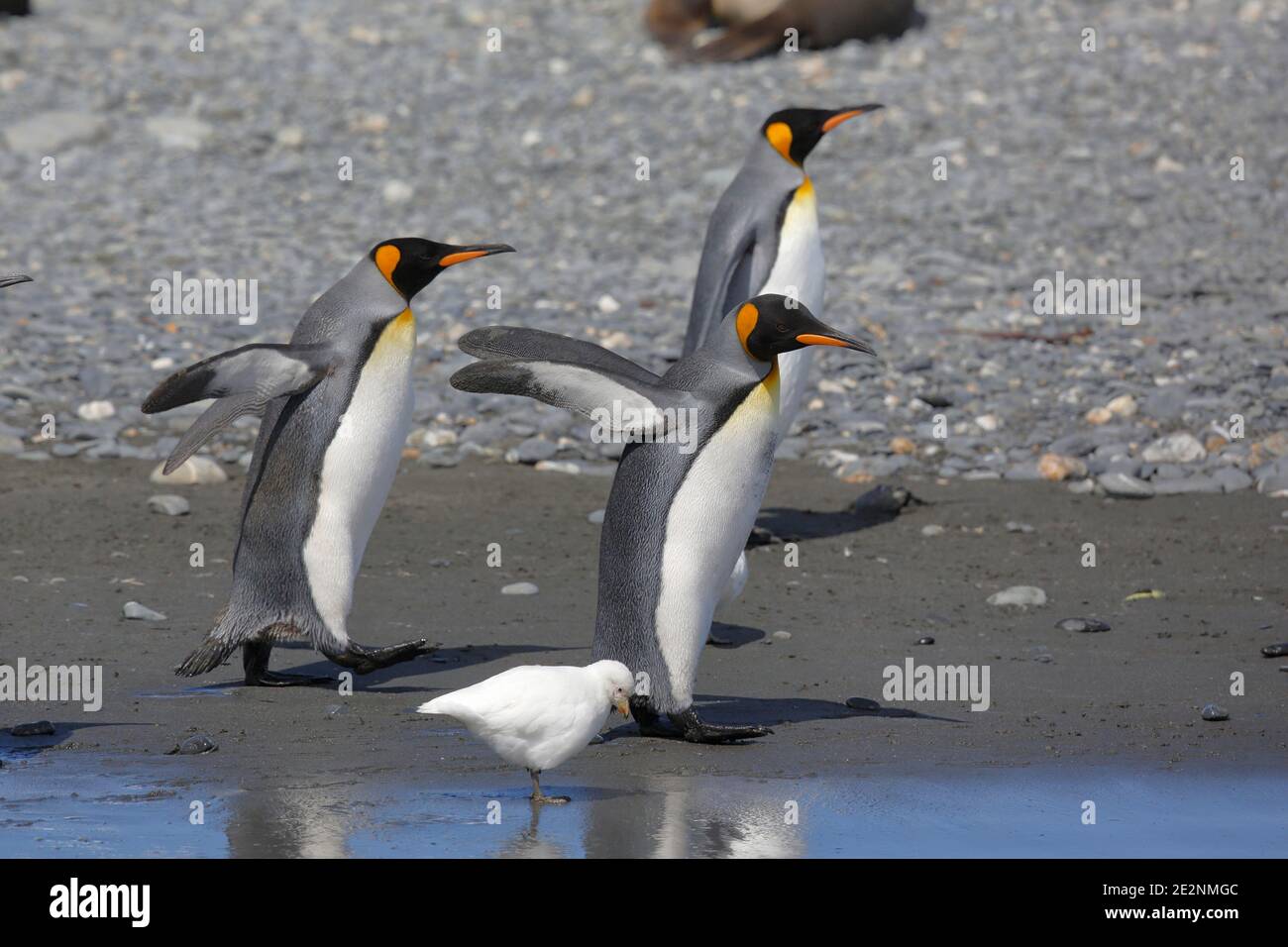 Penguins du roi (Aptenodytes patagonica), plaine de Salisbury, Île de Géorgie du Sud 7 décembre 2015 Banque D'Images