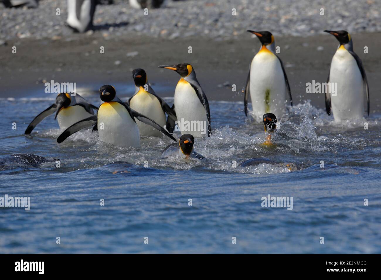 Penguins du roi (Aptenodytes patagonica), plaine de Salisbury, Île de Géorgie du Sud 7 décembre 2015 Banque D'Images
