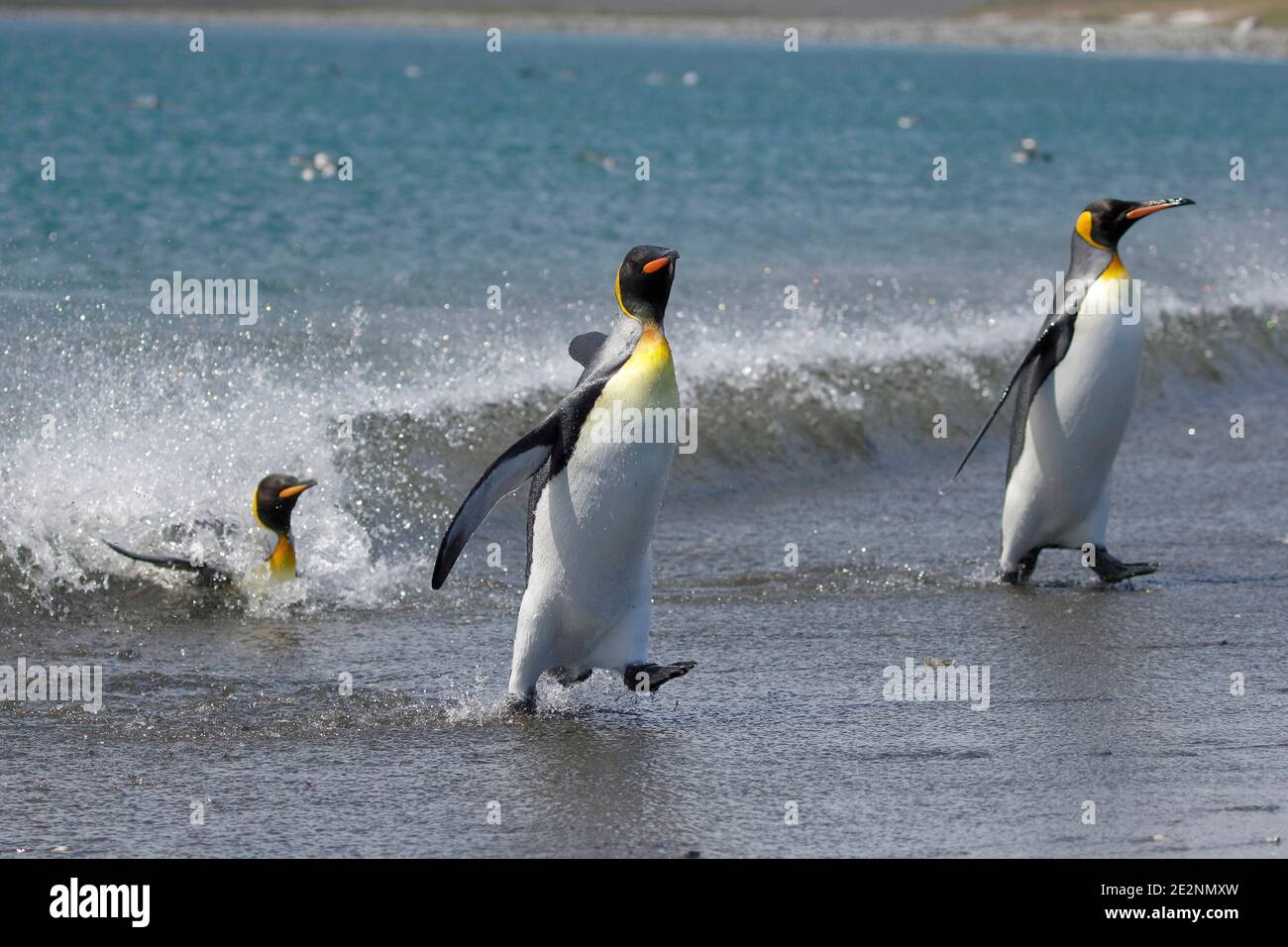 Penguins du roi (Aptenodytes patagonica), baie St Andrews, Île de Géorgie du Sud 7 décembre 2015 Banque D'Images