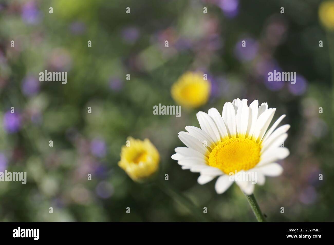 Gros plan sur une Comète Marguerite blanche, Argyranthème, avec fleurs de menthe violette dans le jardin en arrière-plan. Banque D'Images