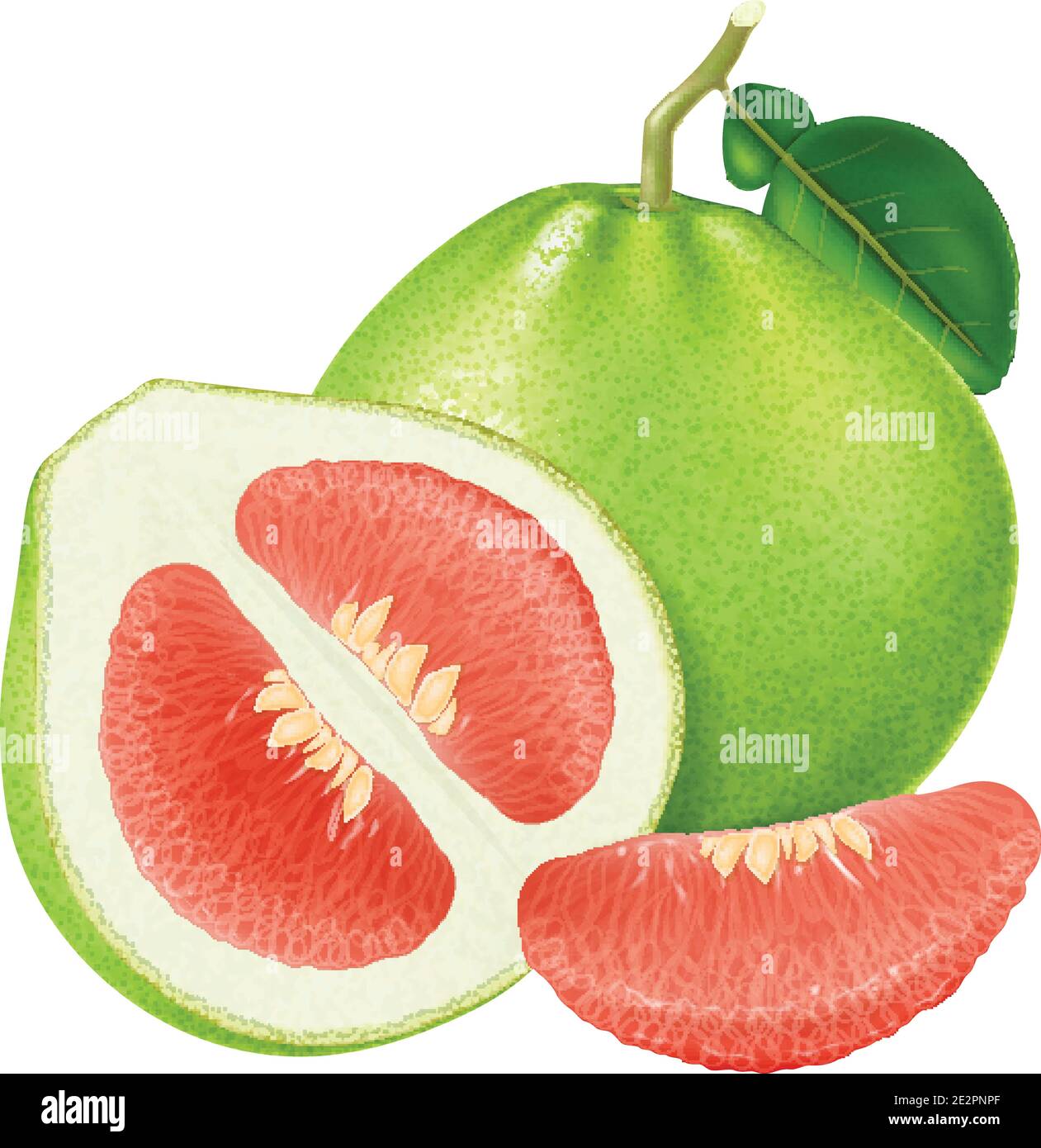 Pomelo frais rouge. Illustration vectorielle. Illustration de Vecteur