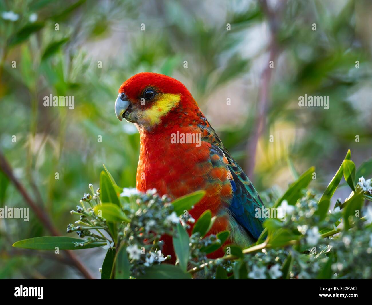 Rosella de l'Ouest, ictérotis de Platycercus, perroquet se nourrissant d'une fleur d'arbre à Albany en Australie occidentale. Banque D'Images