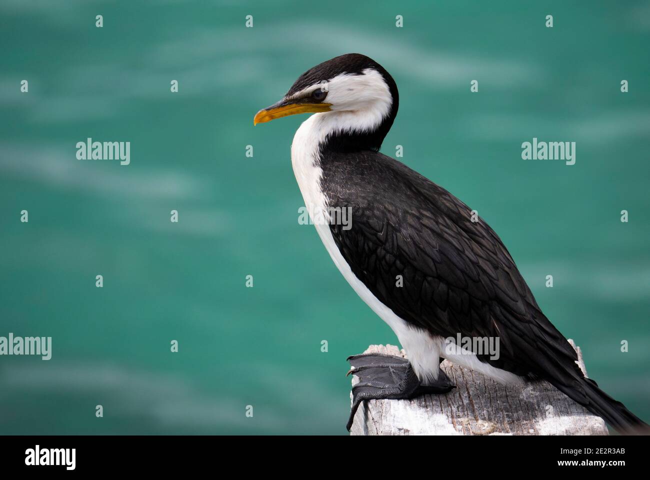 Little Pied Cormorant, Microcarbo melanoleucos, perché sur un quai. Banque D'Images