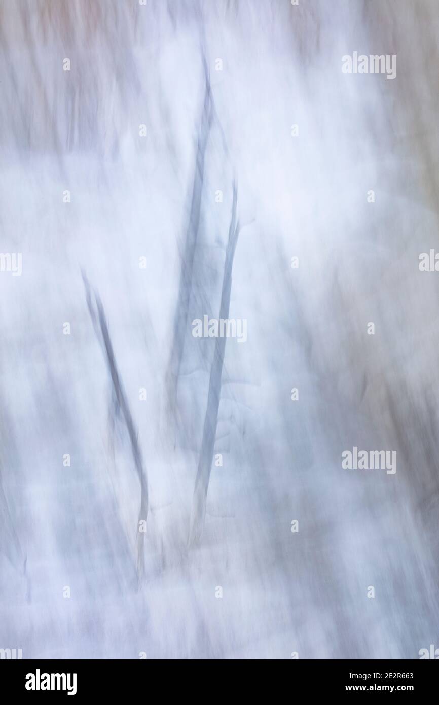 WY03554-00...WYOMING - arbres abstraits dans le parc national de Yellowstone. Banque D'Images