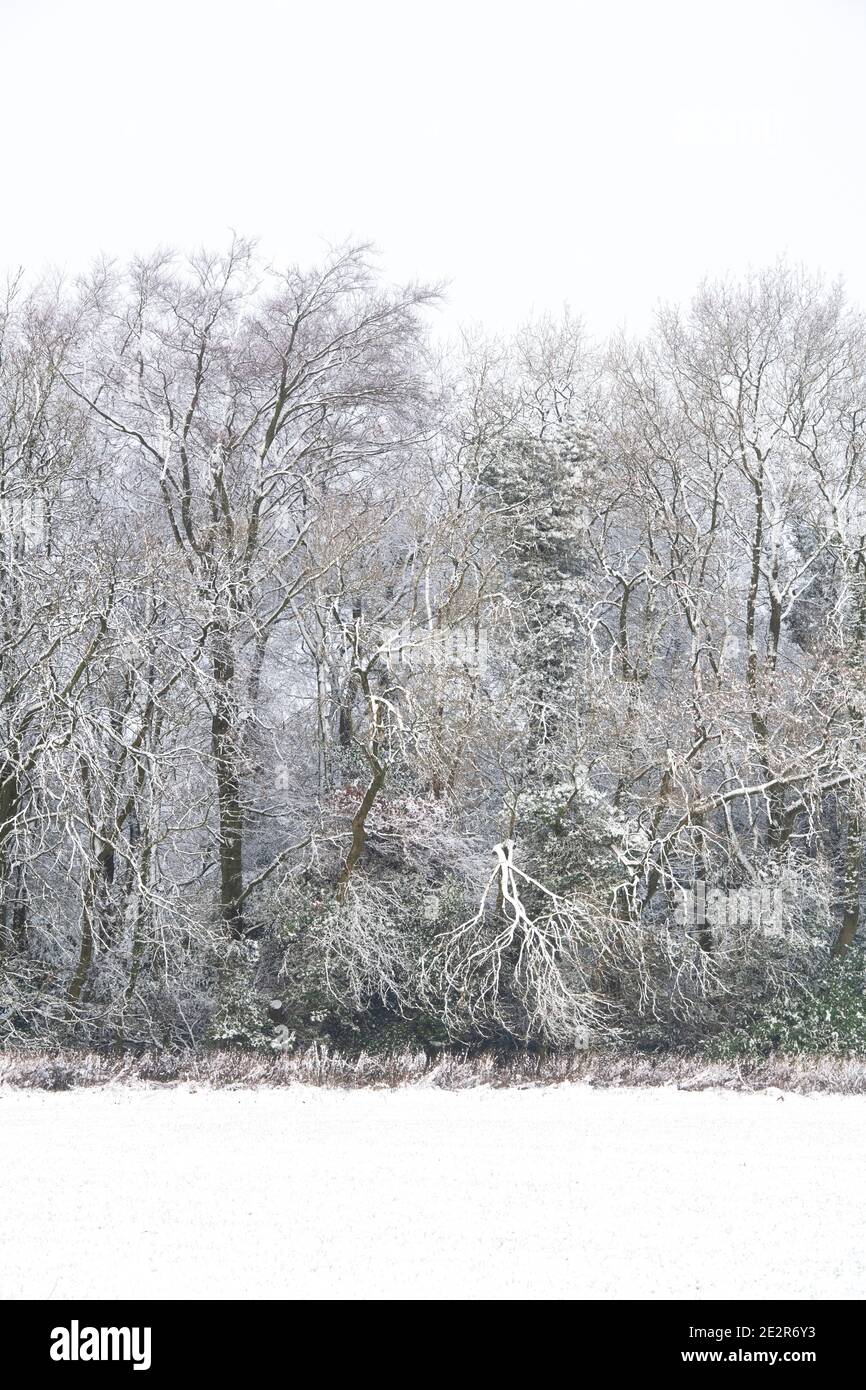 La neige couvrait les arbres et le champ en décembre dans la campagne des cotswolds. Près de Chipping Campden, Cotswolds, Gloucestershire, Angleterre Banque D'Images