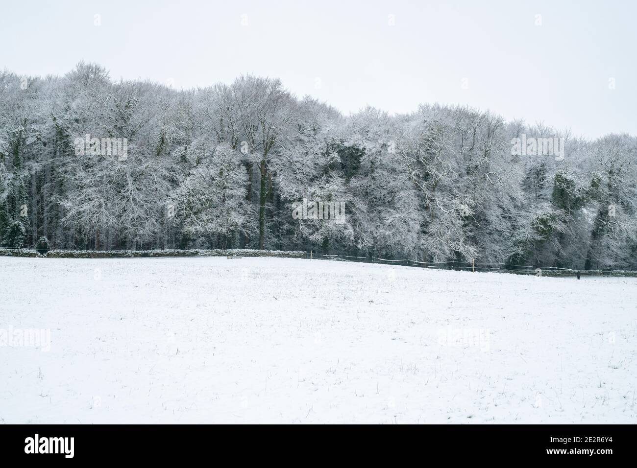 La neige couvrait les arbres et le champ en décembre dans la campagne des cotswolds. Près de Upper Slaughter, Cotswolds, Gloucestershire, Angleterre Banque D'Images