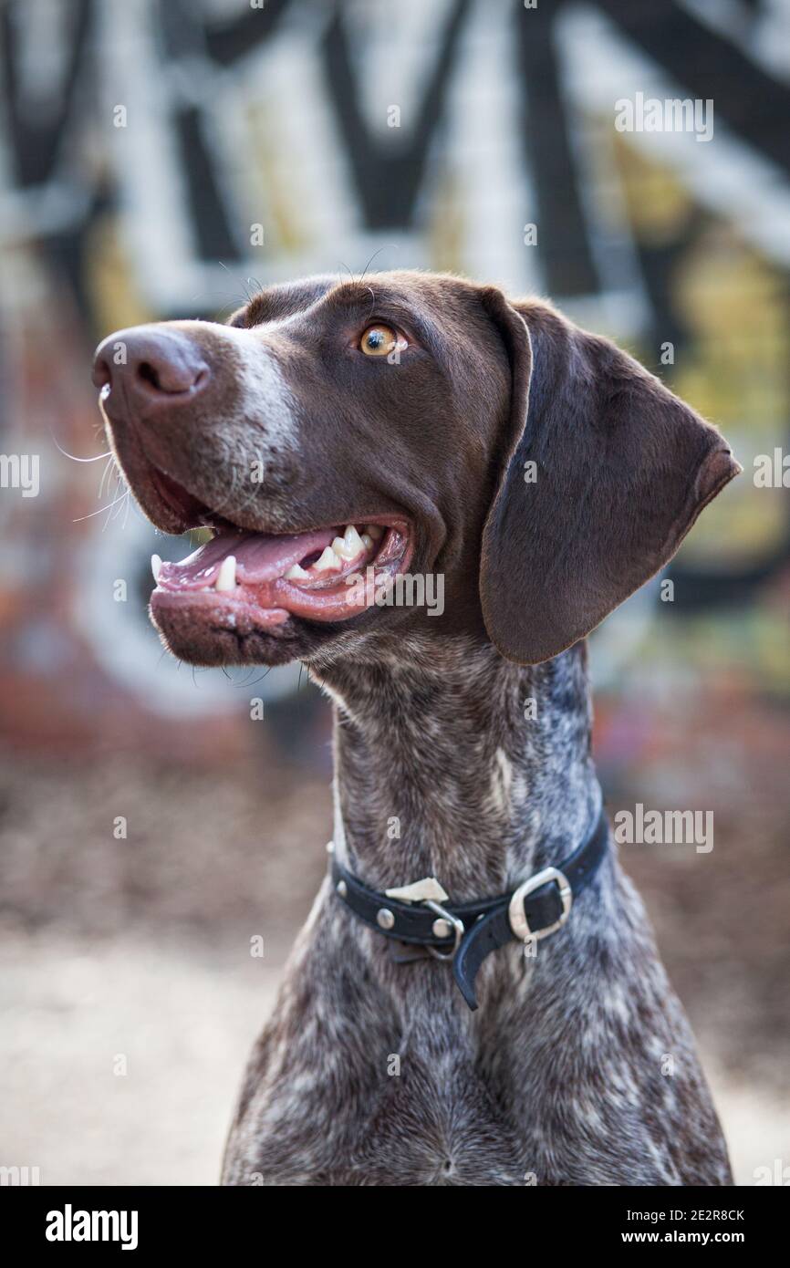 Braque Allemand Banque D'Images