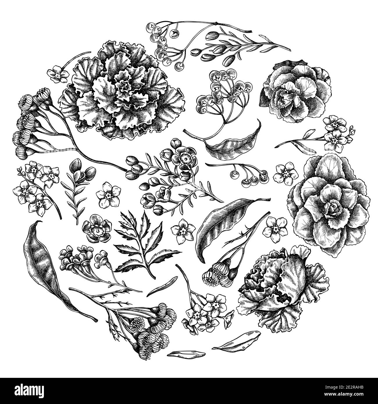 Motif floral rond avec fleur de cire noire et blanche, oubliez-moi pas fleur, tansy, ardisia, brassica, chou décoratif Illustration de Vecteur