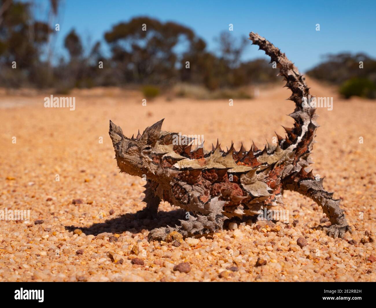 Diable épineux, Moloch horridus, lézard au milieu d'une piste de brousse de l'Outback en Australie occidentale. Banque D'Images