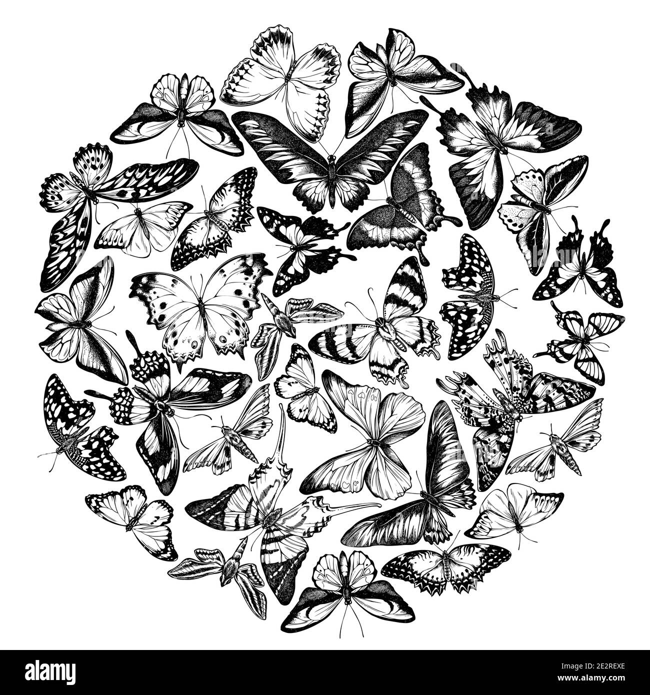 Design rond avec grand bout orange noir et blanc, queue d'allowtail émeraude, reines de jungle, tigre Uni, aile d'oiseaux de rajah brooke, papillio torquatus Illustration de Vecteur