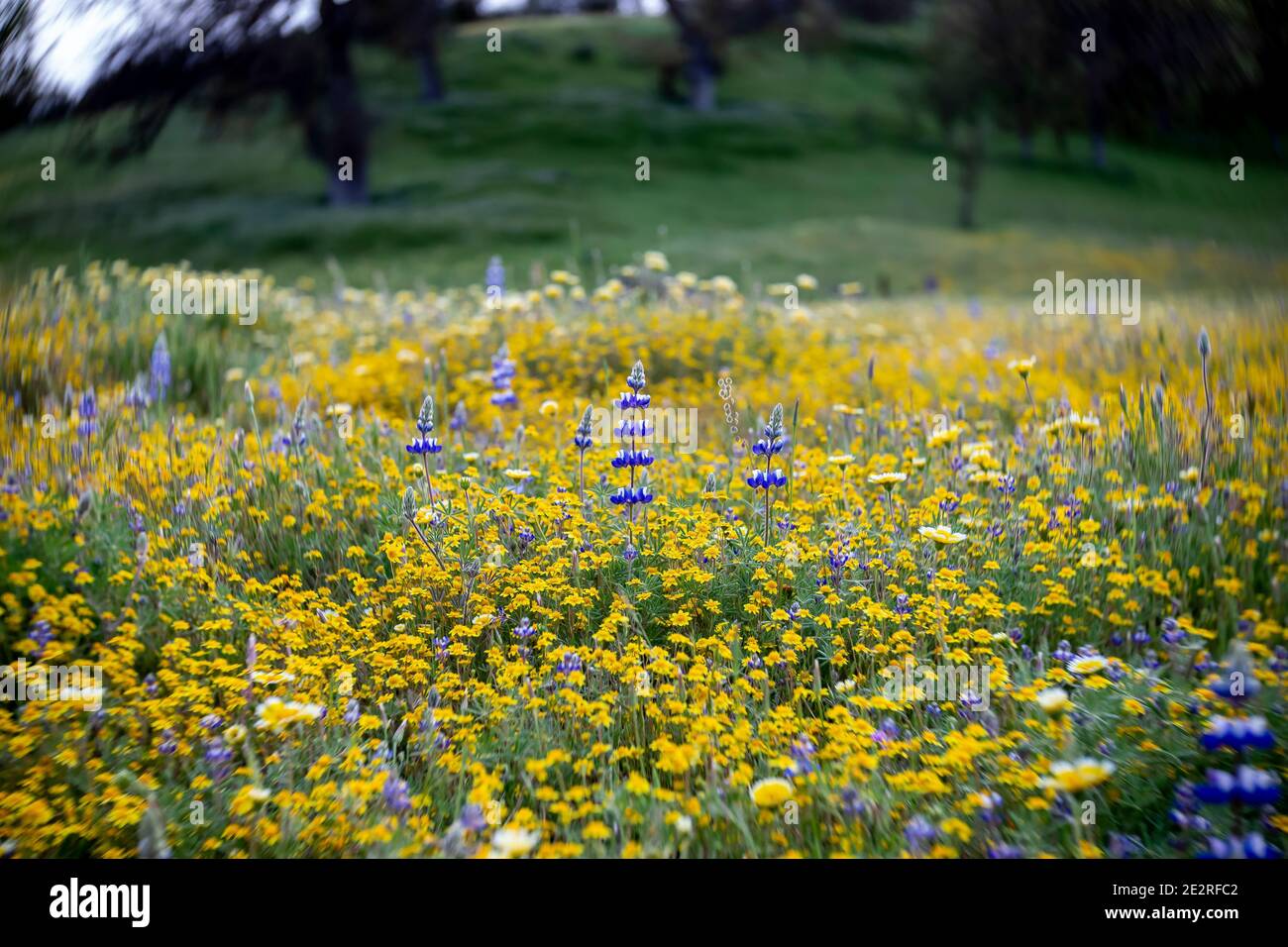 Lupin (Lupinus albifrons ou Lupinus ludovicianus) et Goldfield (Lasthenia californica ssp. Californica) prairie de fleurs sauvages printemps de Californie Banque D'Images