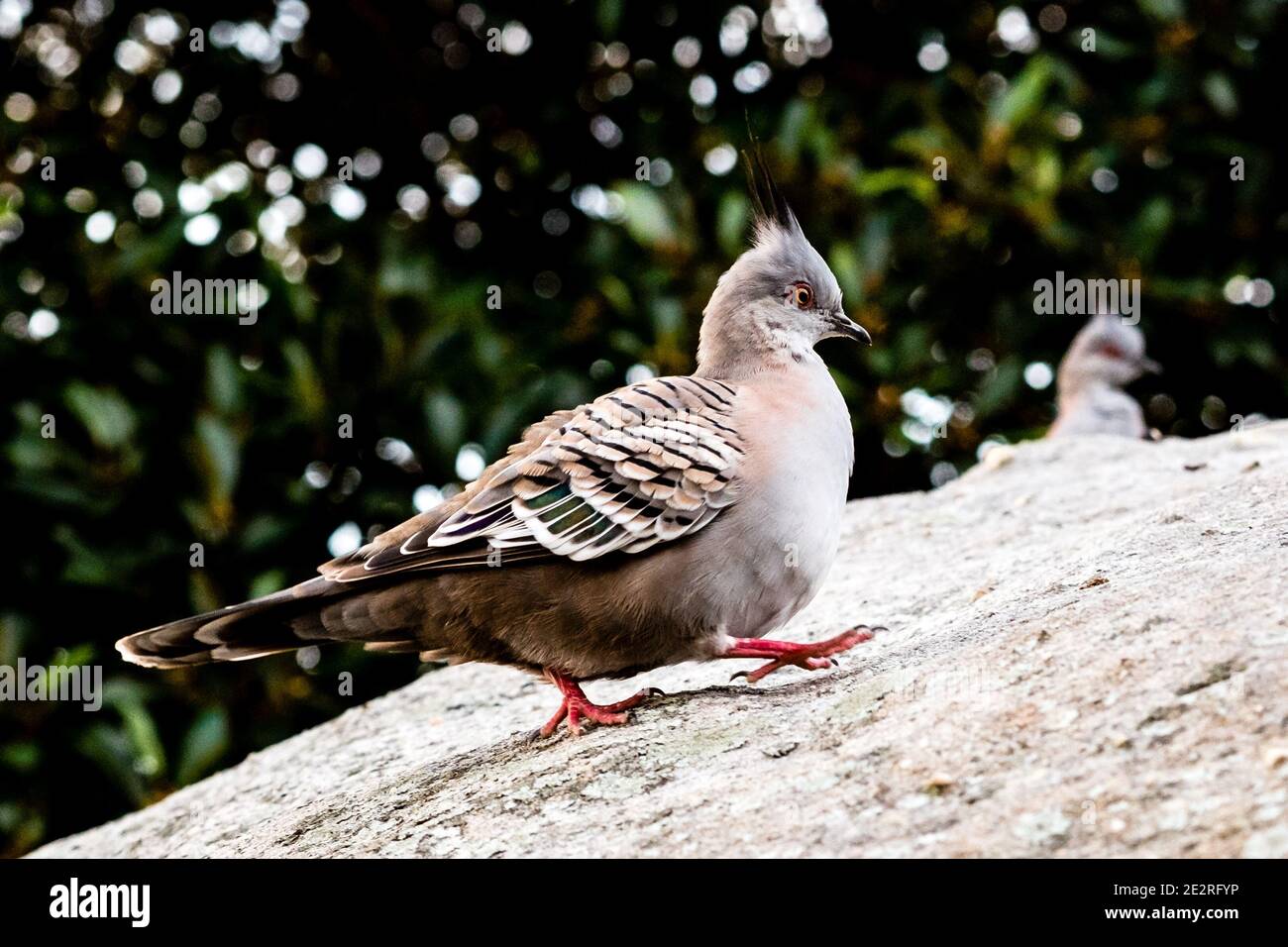 Des pigeons gras à crête trouvés à Watson Bay Banque D'Images