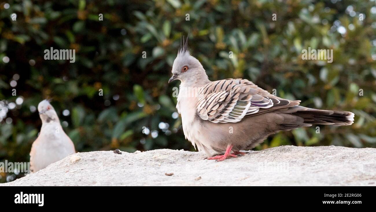 Des pigeons gras à crête trouvés à Watson Bay Banque D'Images