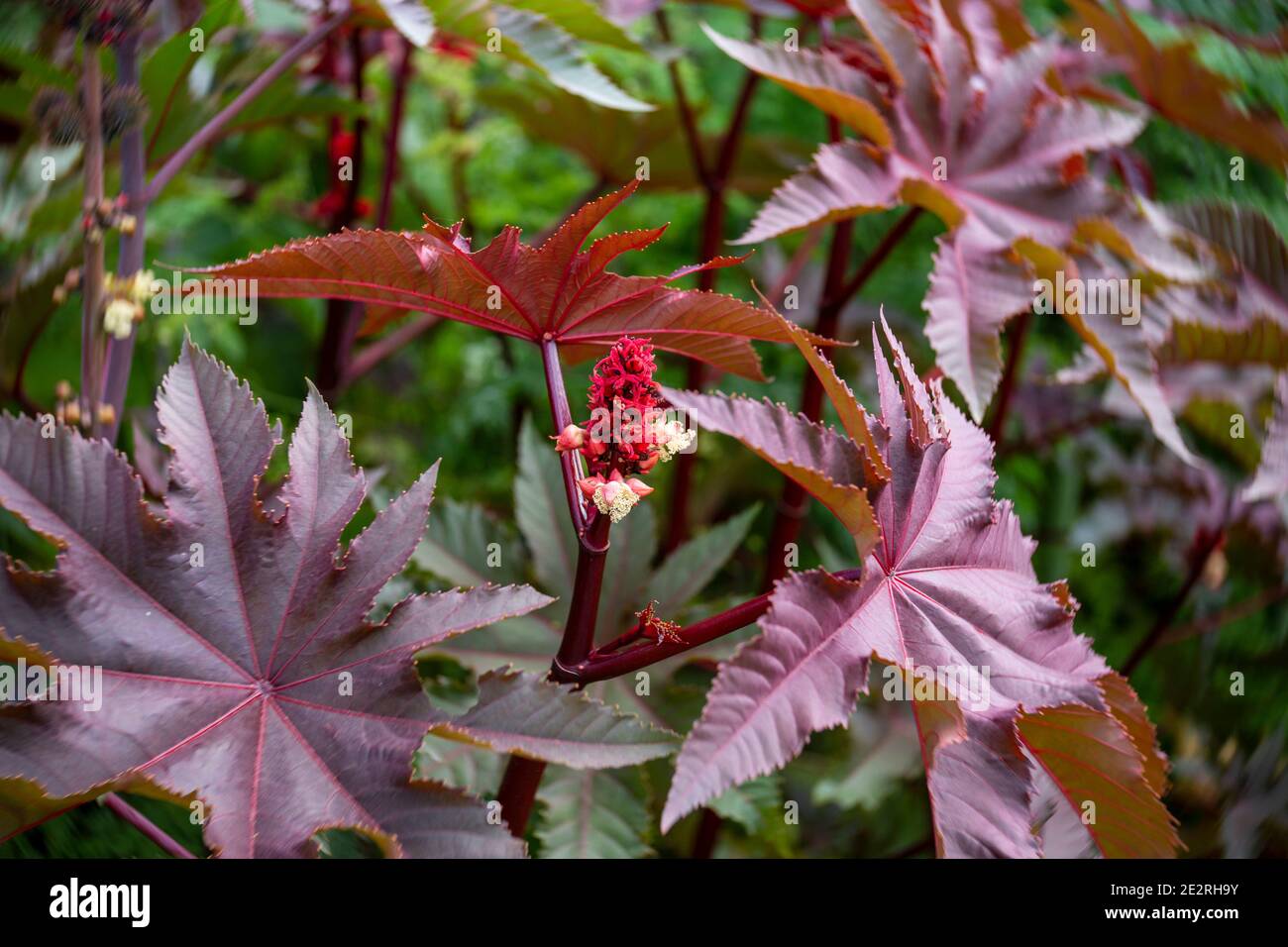 Feuille de ricinus communis Banque de photographies et d’images à haute ...