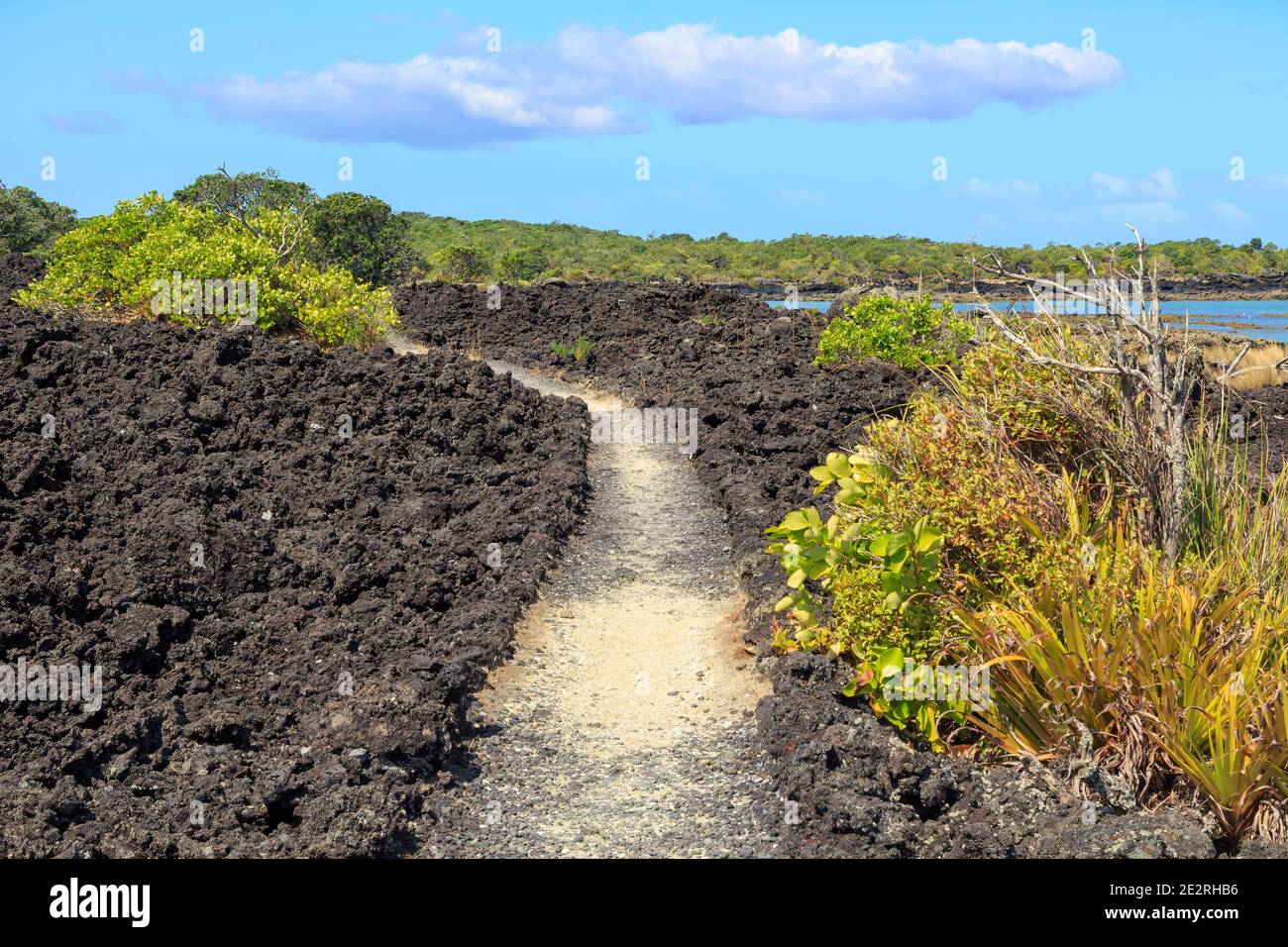 Un sentier à travers la roche de lave noire et la végétation clairsemée sur l'île Rangitoto, un volcan dormant dans le golfe d'Hauraki, en Nouvelle-Zélande Banque D'Images