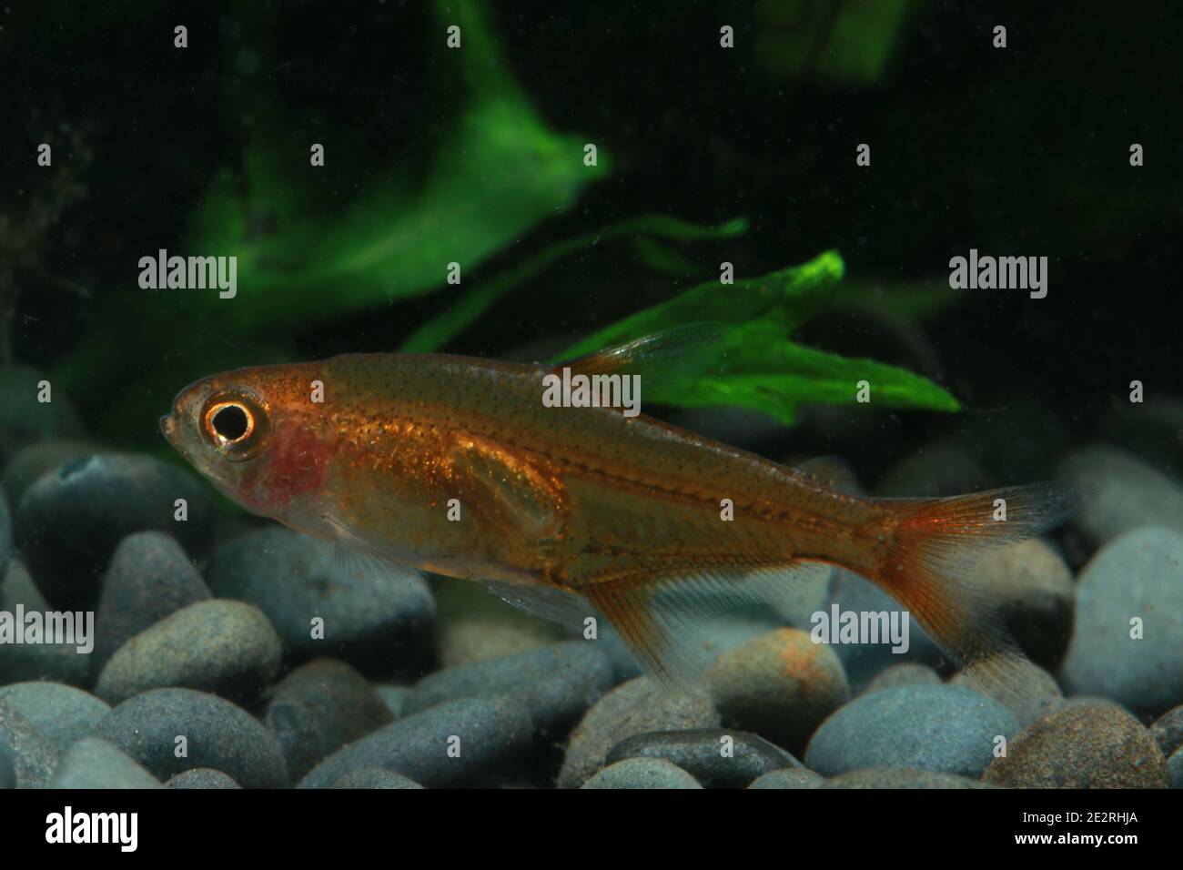 Une paire d'Ember tétra, Hyphessobrycon amandae Banque D'Images