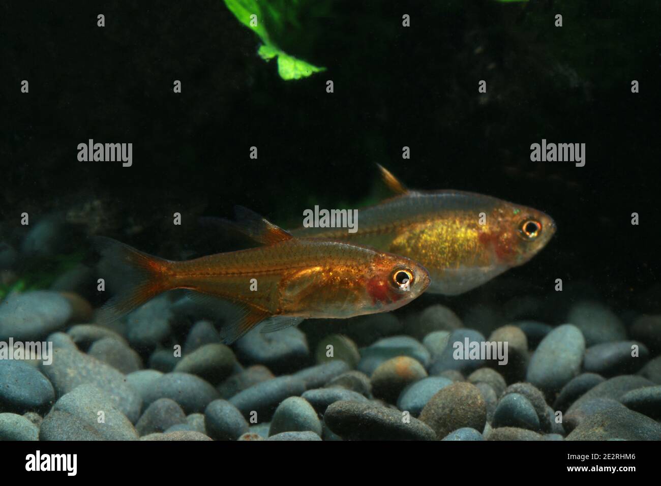 Une paire d'Ember tétra, Hyphessobrycon amandae Banque D'Images