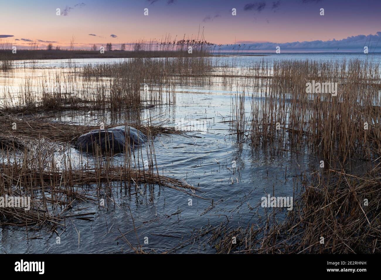 Paysage côtier de la mer Baltique avec eau de rivage, pierres et roseaux côtiers secs. Golfe de Finlande, Russie Banque D'Images