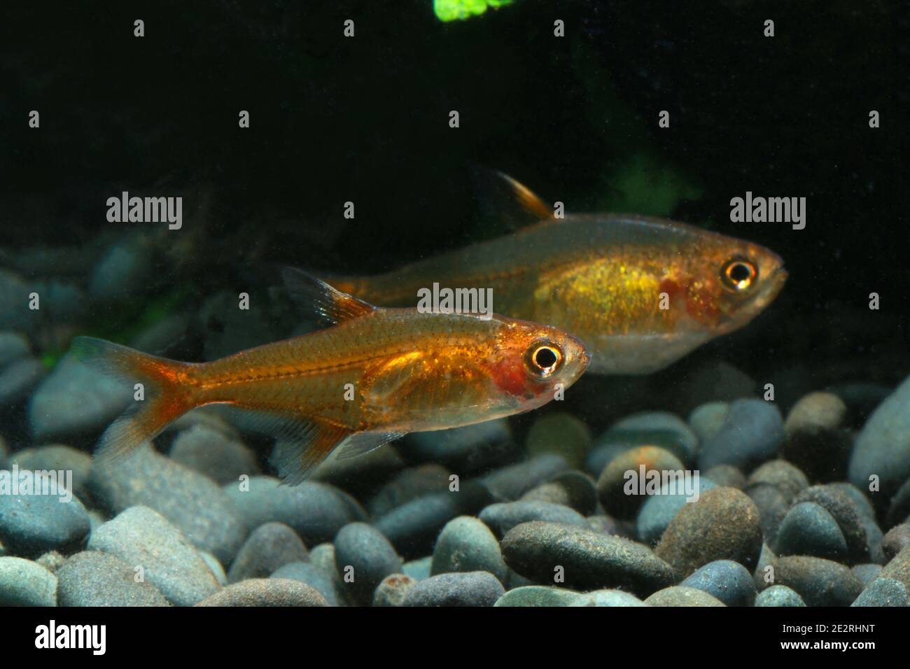 Une paire d'Ember tétra, Hyphessobrycon amandae Banque D'Images