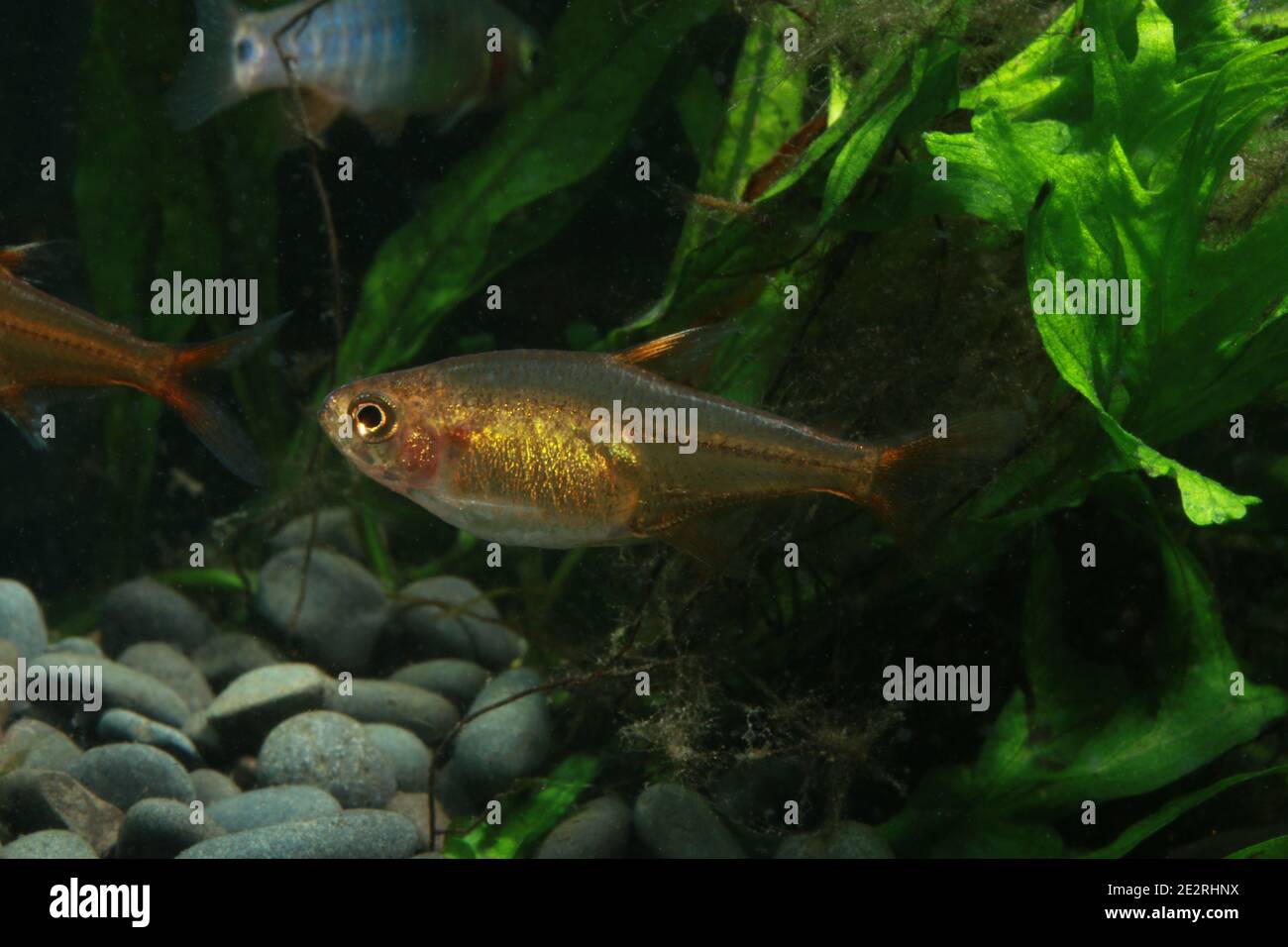 Une paire d'Ember tétra, Hyphessobrycon amandae Banque D'Images