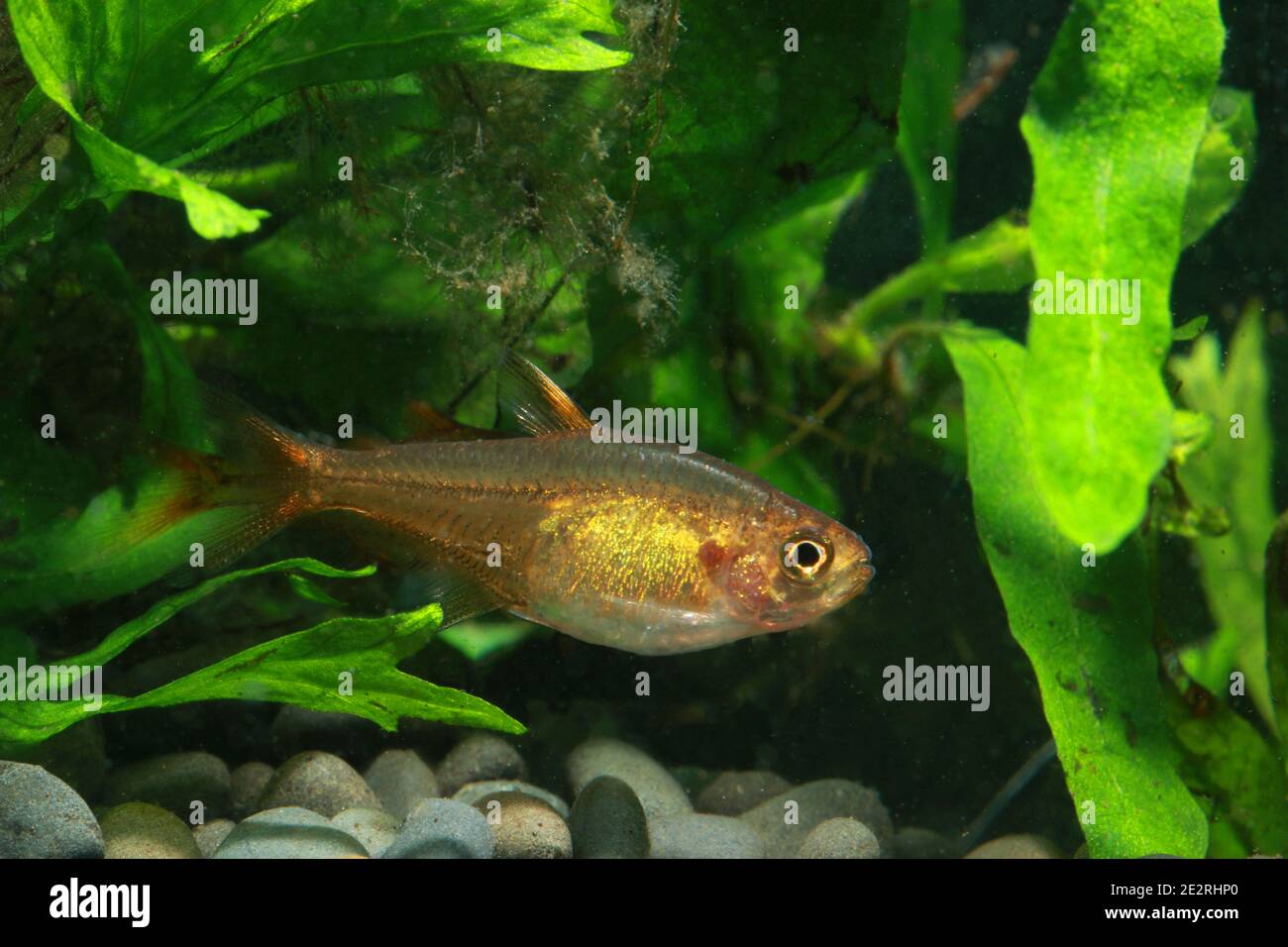 Une paire d'Ember tétra, Hyphessobrycon amandae Banque D'Images