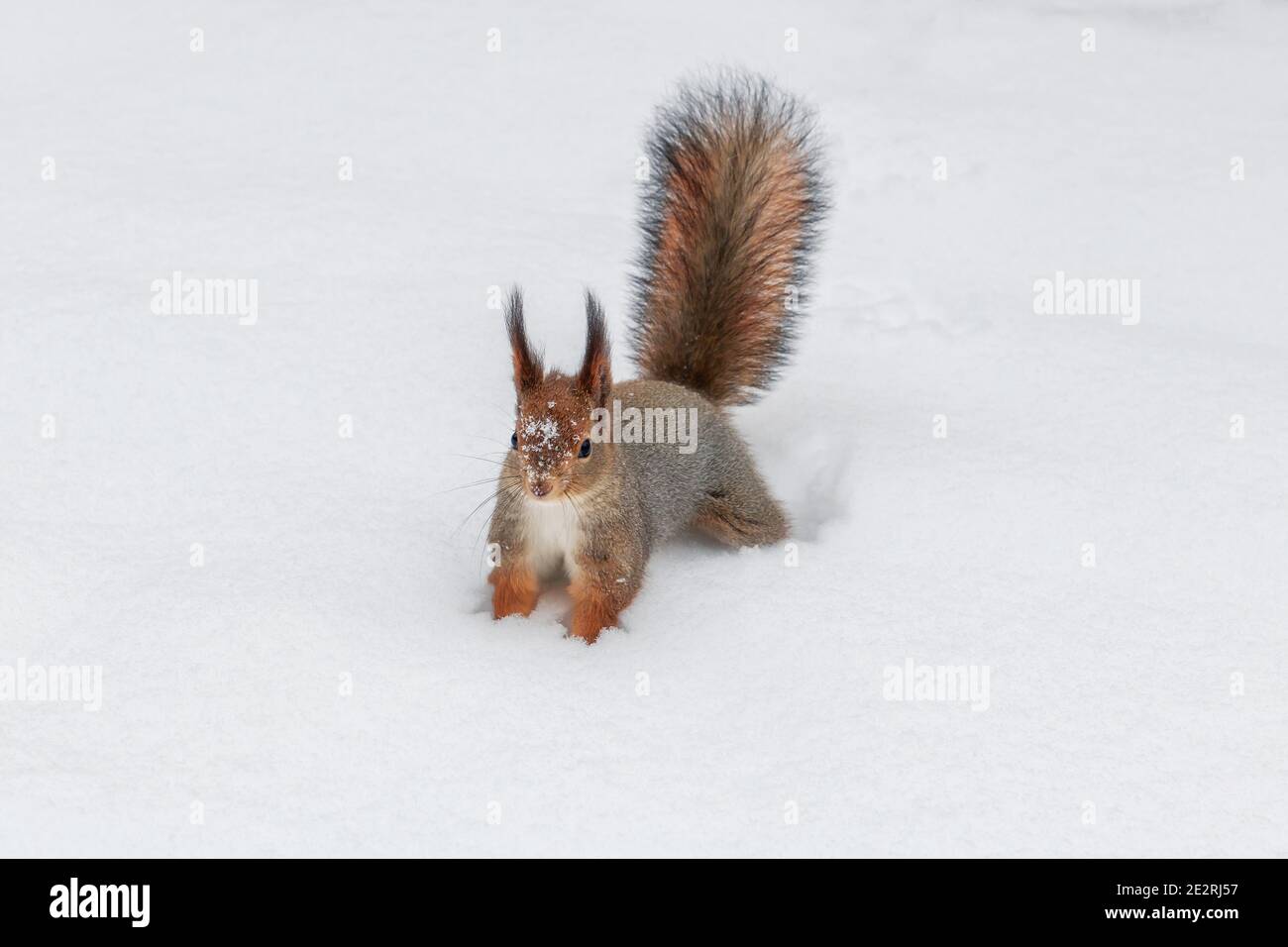 Le joli écureuil rouge marche avec précaution dans la neige blanche hiver Banque D'Images