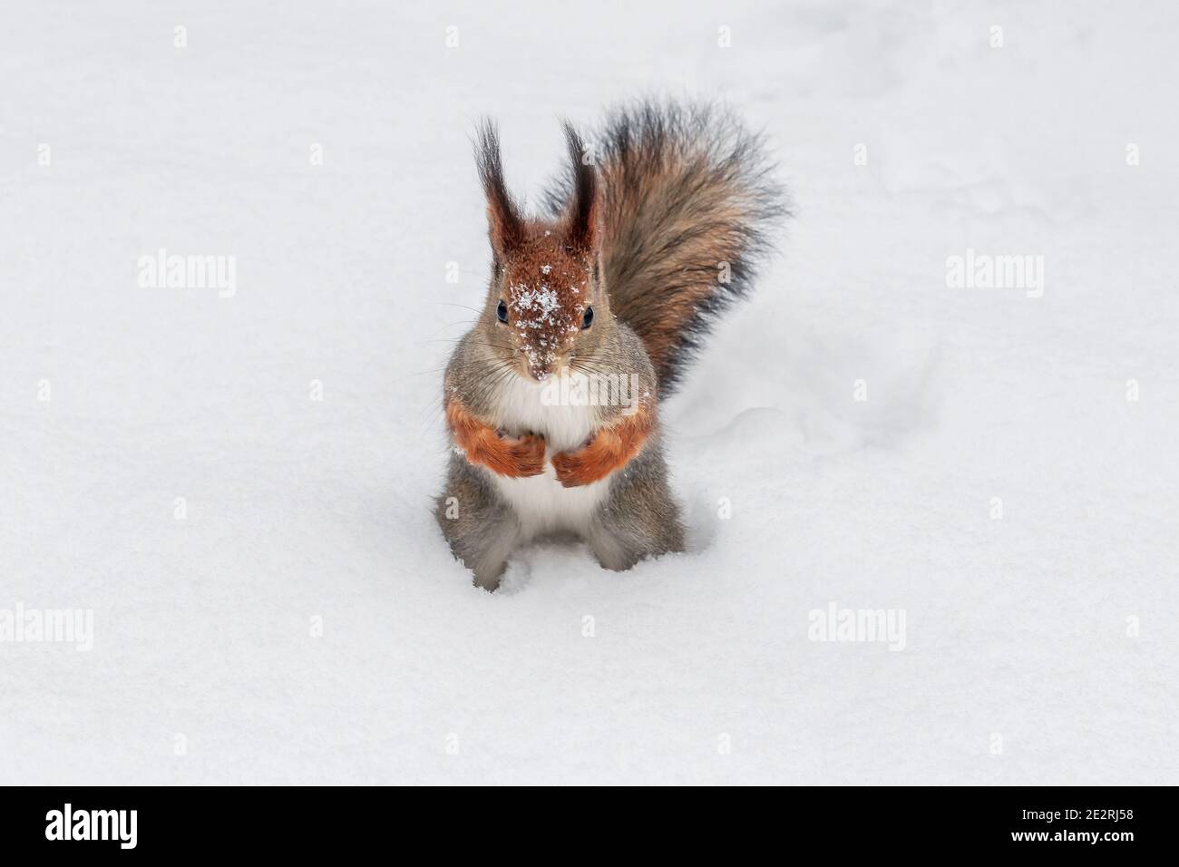 Mignonne rouge écureuil soigneusement assis dans la neige blanche dedans hiver Banque D'Images