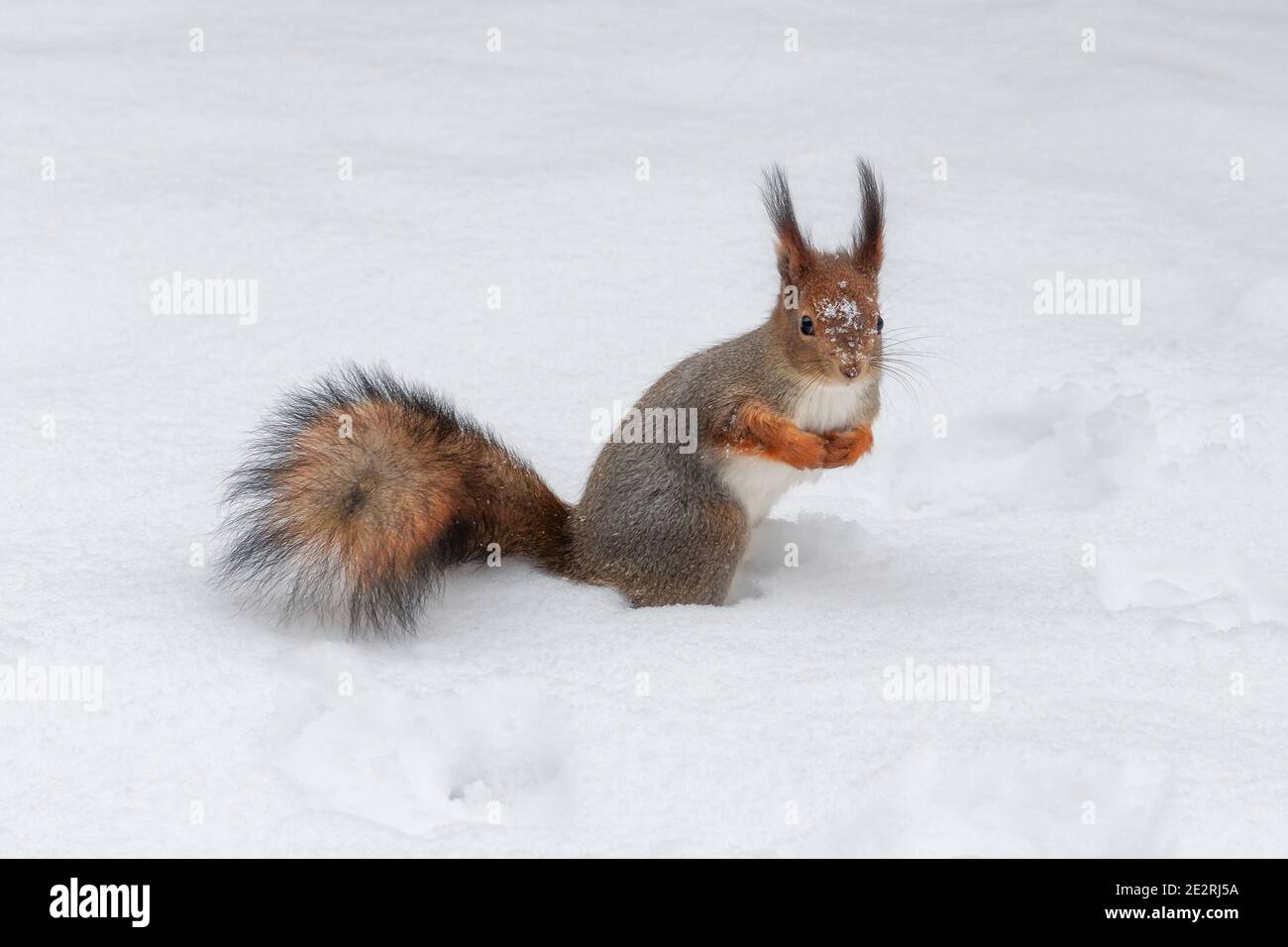Mignonne rouge écureuil soigneusement assis dans la neige blanche dedans hiver Banque D'Images