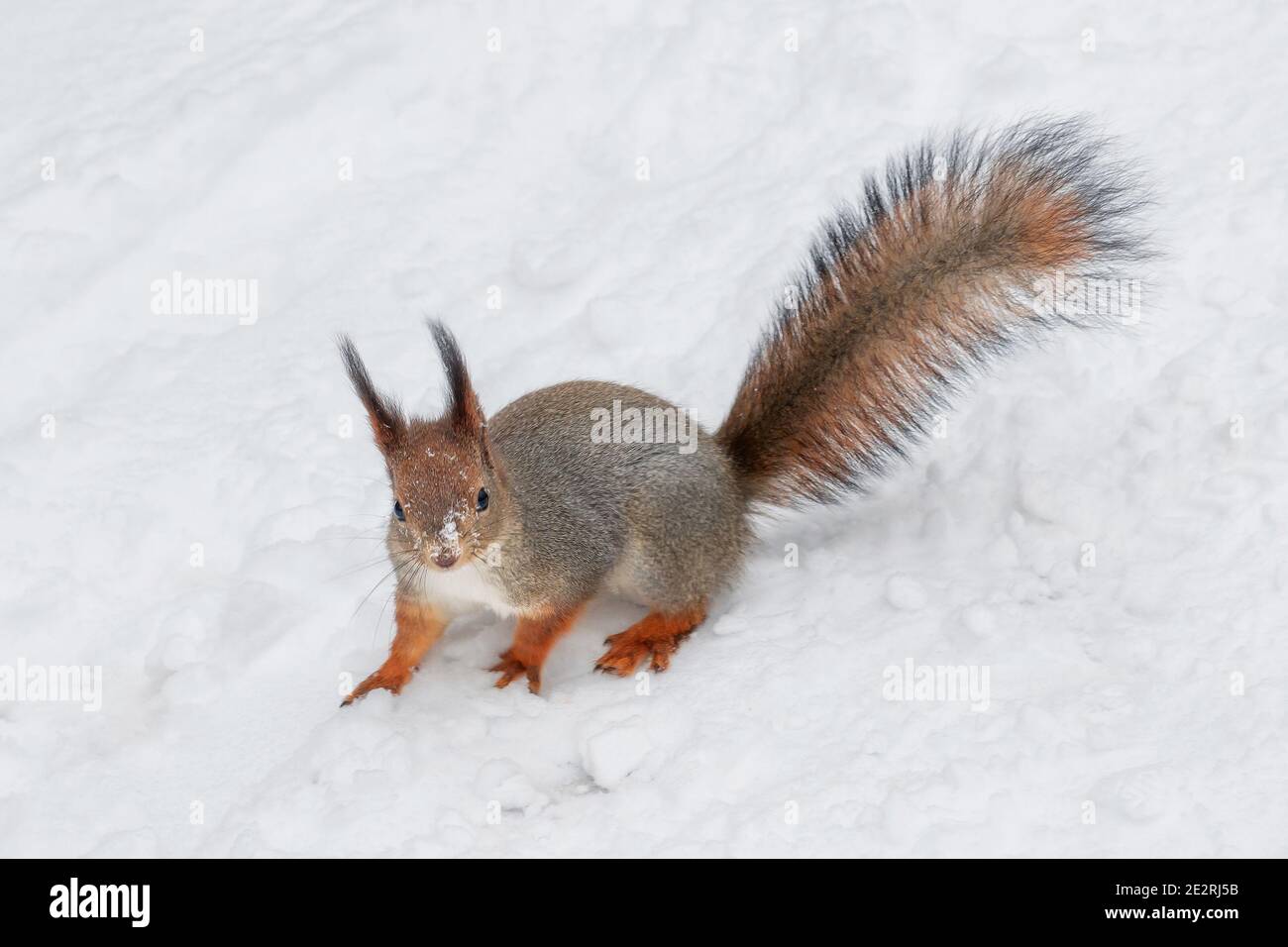 Le joli écureuil rouge marche avec précaution dans la neige blanche hiver Banque D'Images