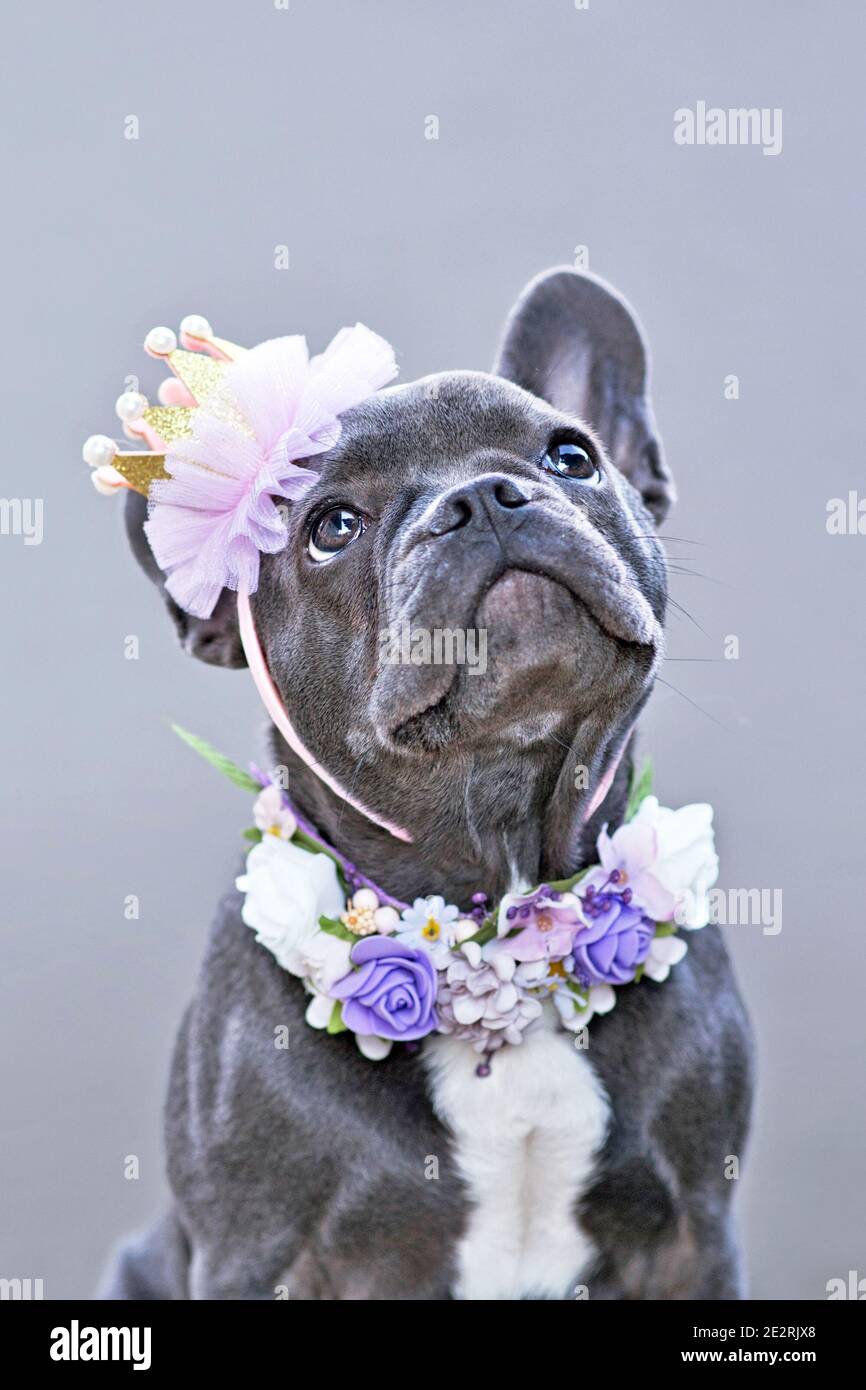 Chien Bulldog français recouvert de bleu portant un doré et rose col de couronne et de fleur en regardant devant arrière-plan gris Banque D'Images Chien Bulldog français recouvert de bleu portant un doré et rose col de couronne et de fleur en regardant devant arrière-plan gris Banque D'Images