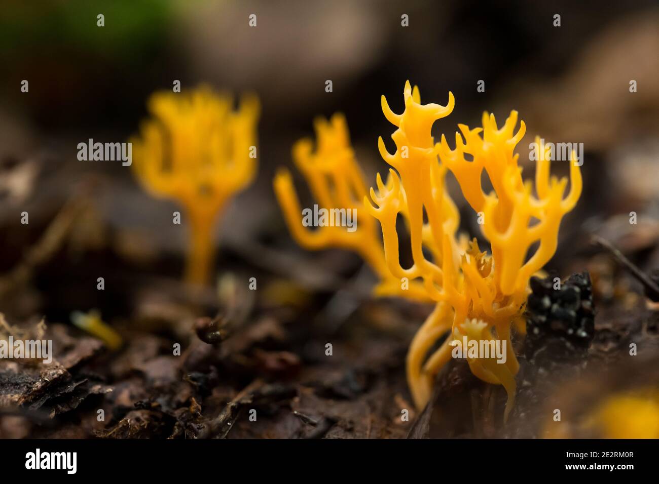Champignon corail orange Banque de photographies et d’images à haute résolution Alamy