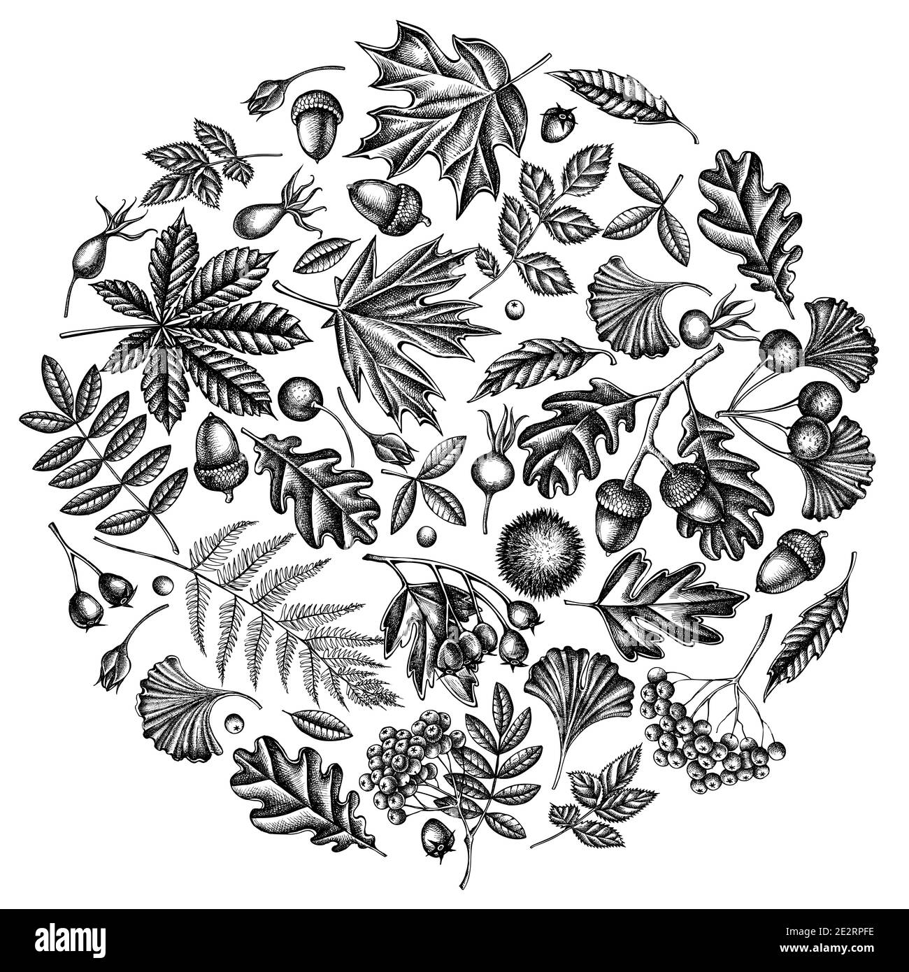 Design rond avec fougères noir et blanc, rose chien, rowan, ginkgo, érable, chêne, châtaignier, châtaignier, aubépine Illustration de Vecteur