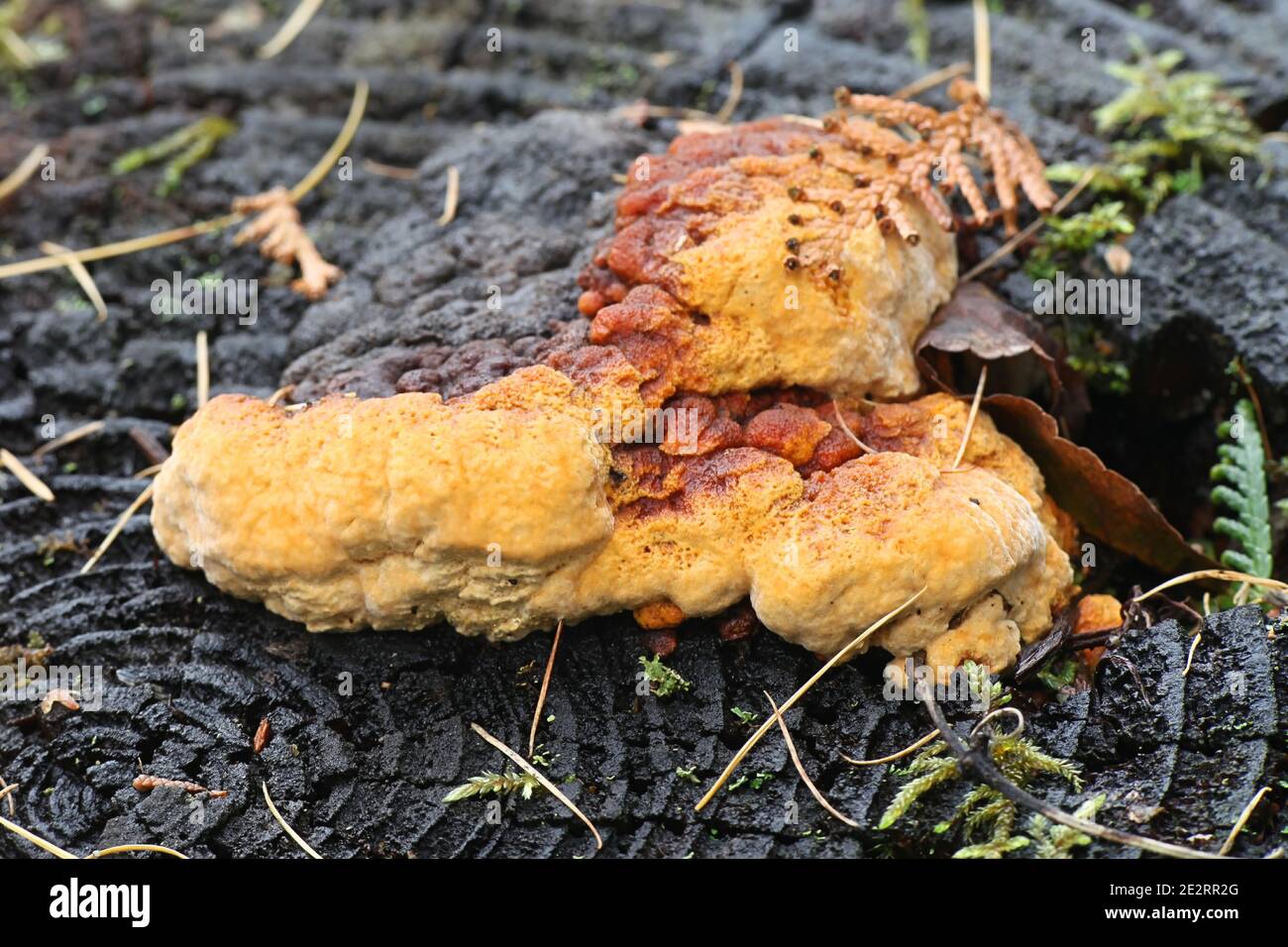 Gloeophyllum odoratum, connu comme le Mazegill Anis et marron, un champignon polypore de Finlande Banque D'Images