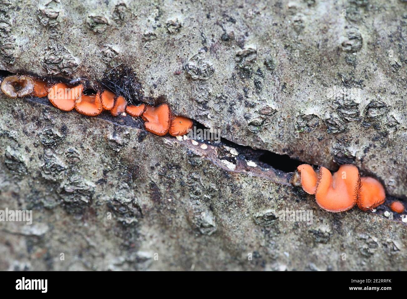 Scutellinia scutellata, connue sous le nom de coupe de cils, de molly Eye-winker, de la calotte de l'elfe écarlate, du champignon de la paupière ou de la coupe de la pixie de la paupière, mucroo sauvage Banque D'Images