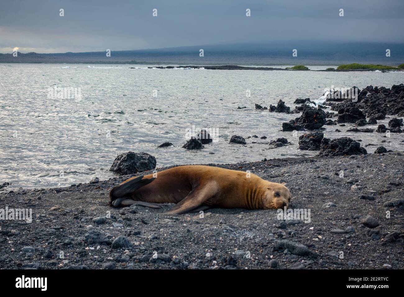 Phoque sur la plage dans l'une des petites îles de Galapagos. Banque D'Images