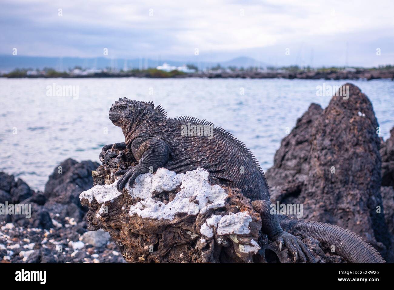 Iguana sur le rocher dans les îles Galapagos. Banque D'Images