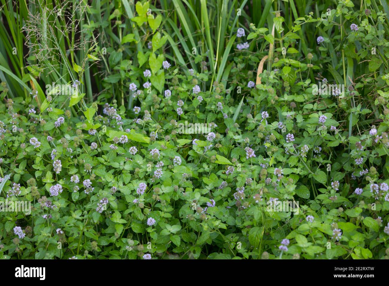 Wasserminze, Wasser-Minze, Minze, Mentha aquatica, Horsemint, menthe aquatique, Menthe aquatique Banque D'Images