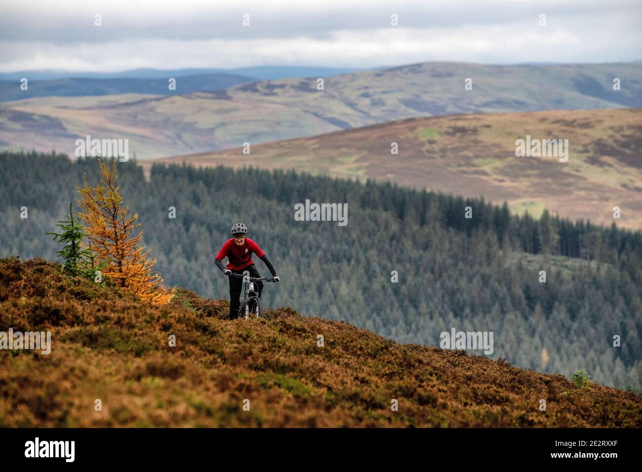 Un homme monte en VTT électrique près de la ville d'Innerleithen, aux frontières écossaises. EBike Scotland. Banque D'Images