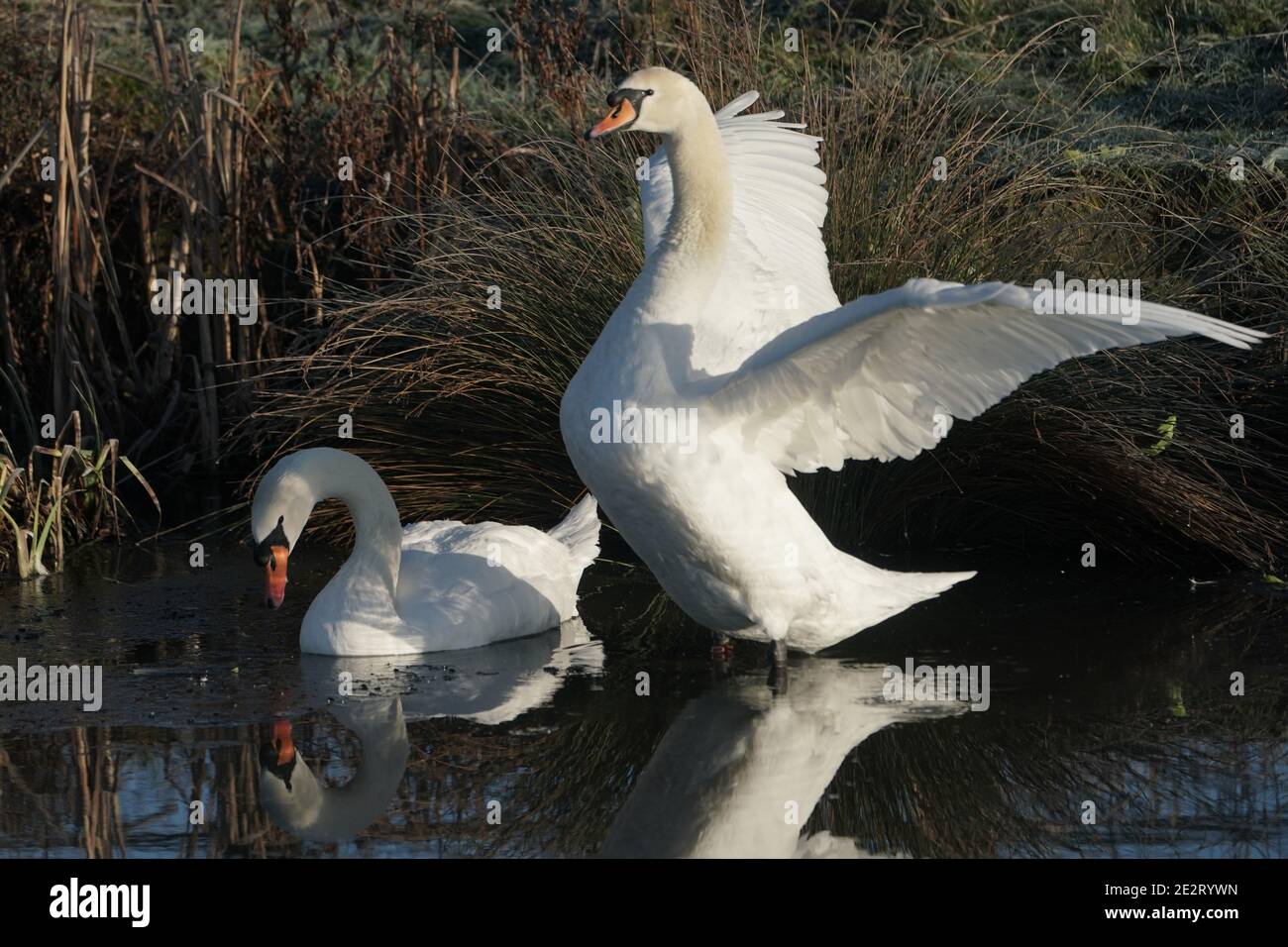 Swans au Herrington Country Park lors d'une matinée froide à Sunderland. Cette semaine, de fortes chutes de neige et de pluie verglaçante risquent de faire éclater le Royaume-Uni, avec des avertissements concernant les coupures d'électricité et les retards dans les déplacements. Banque D'Images