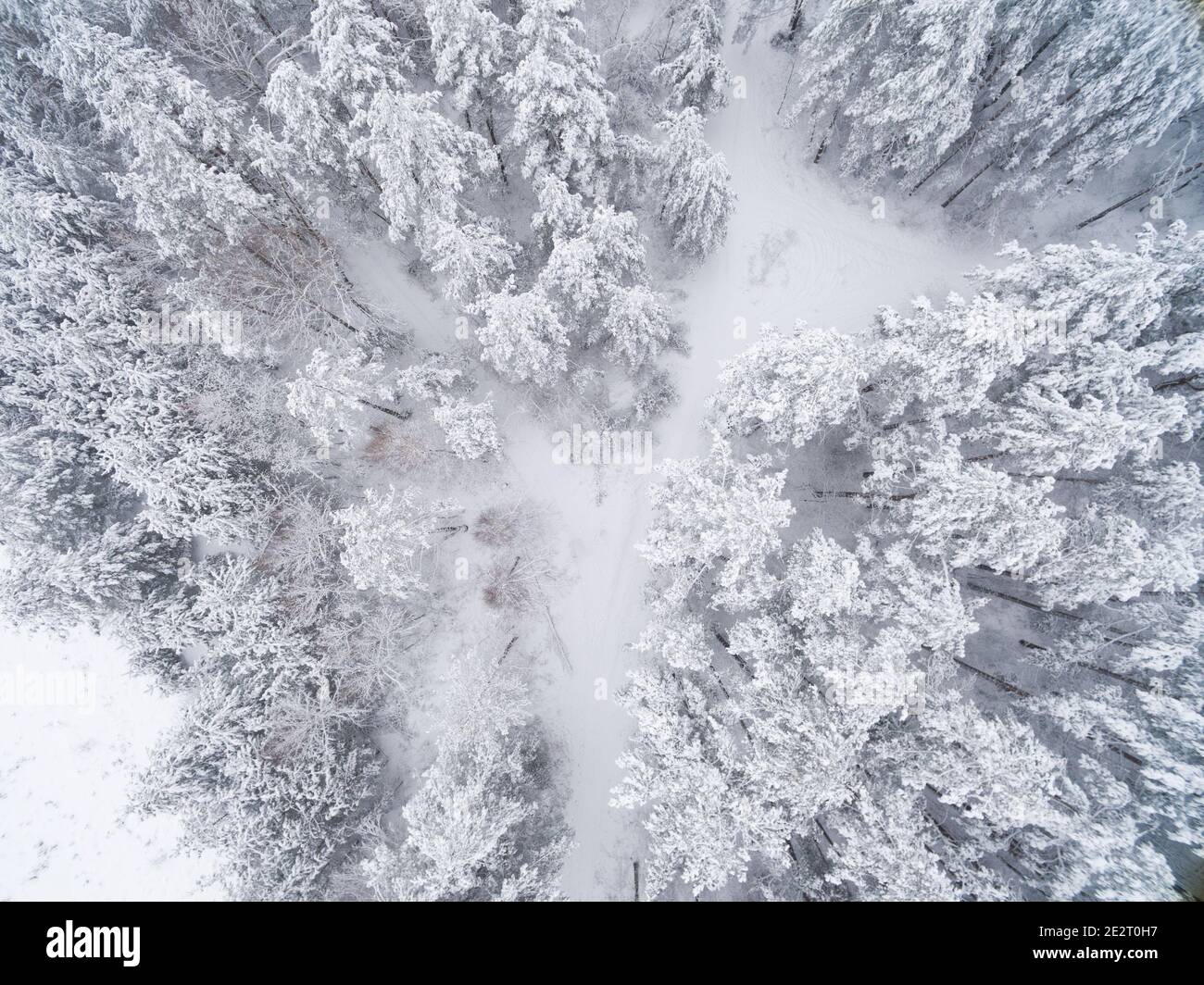 Forêt enneigée de conifères d'hiver. Photographie de la nature. Vue de dessus en mode Paysage. Banque D'Images
