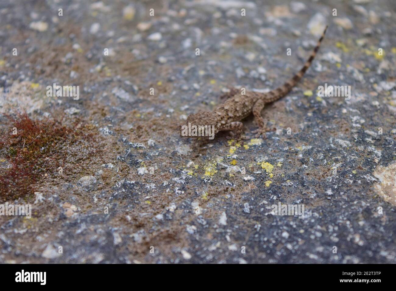 Photo en grand angle d'un gecko de mur commun qui marche une pierre couverte de blanc et jaune Banque D'Images