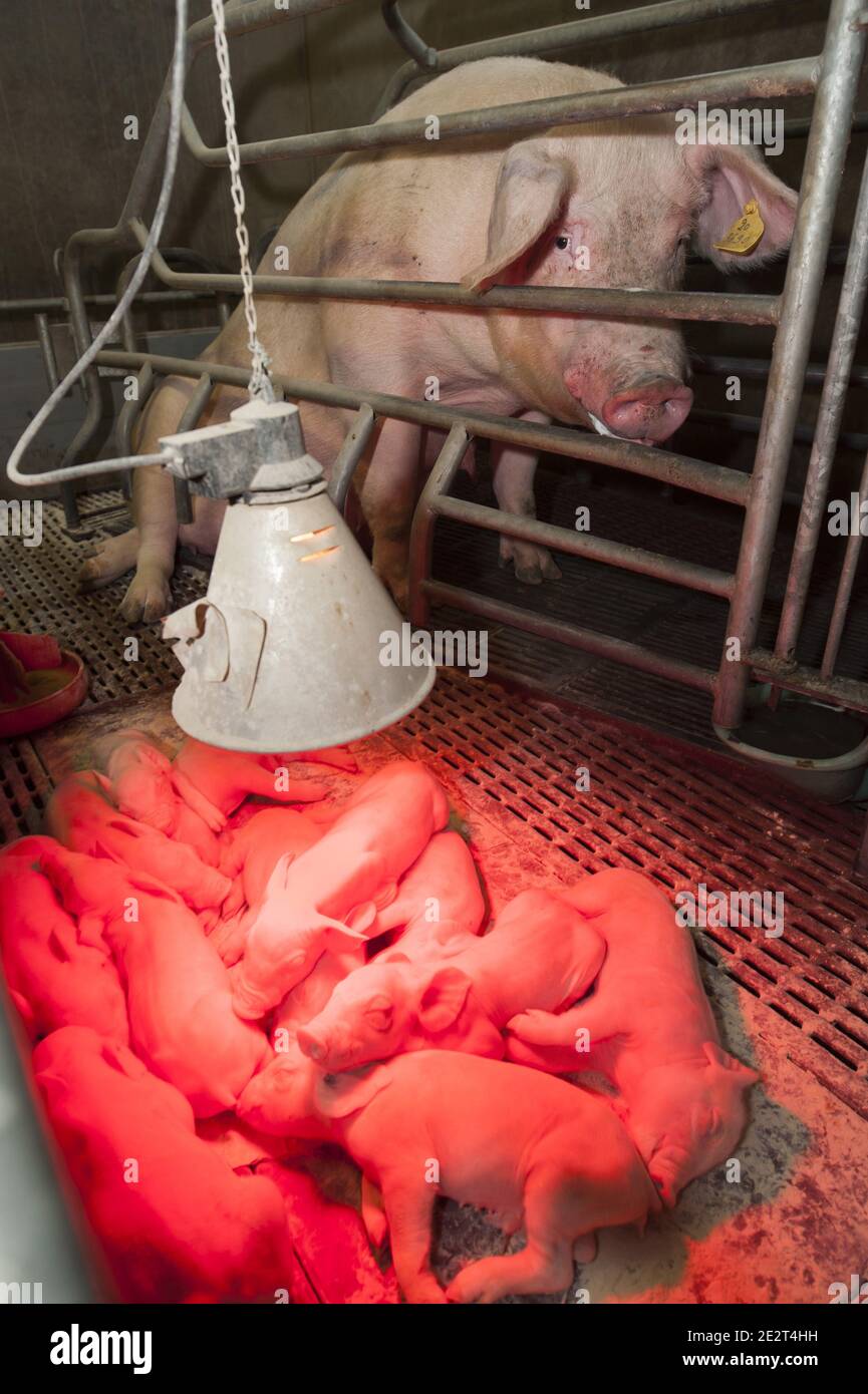 Production industrielle de porc à Guipel (Bretagne, Nord-Ouest de la France). Des porcelets sous une lampe chauffante Banque D'Images