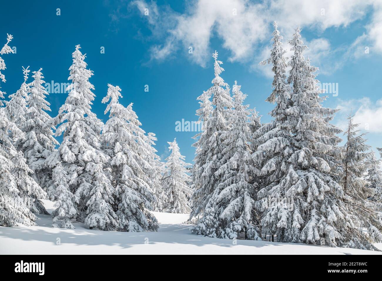 Majestueux sapins blancs illuminés par la lumière du soleil contre le ciel bleu foncé. Magnifique scène d'hiver. Lieu République tchèque, Krkonose. Banque D'Images