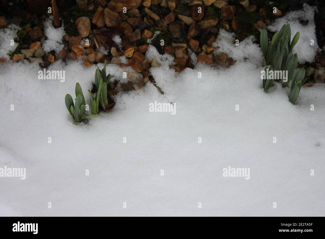 Les jonquilles grandissent en hiver. Jonquilles et neige. Jardins d'hiver ( jonquilles). Les plantes et les saisons joncissent les jonquilles qui  poussent dans la neige Photo Stock - Alamy