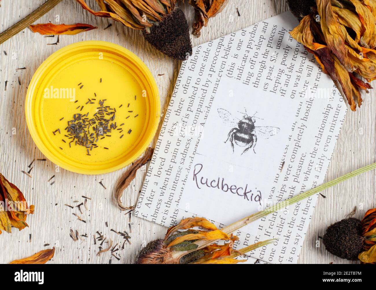 Les têtes de graines de Rudbeckia ont séché et se ramassant pour économiser les graines dans une enveloppe en papier faite maison. Banque D'Images