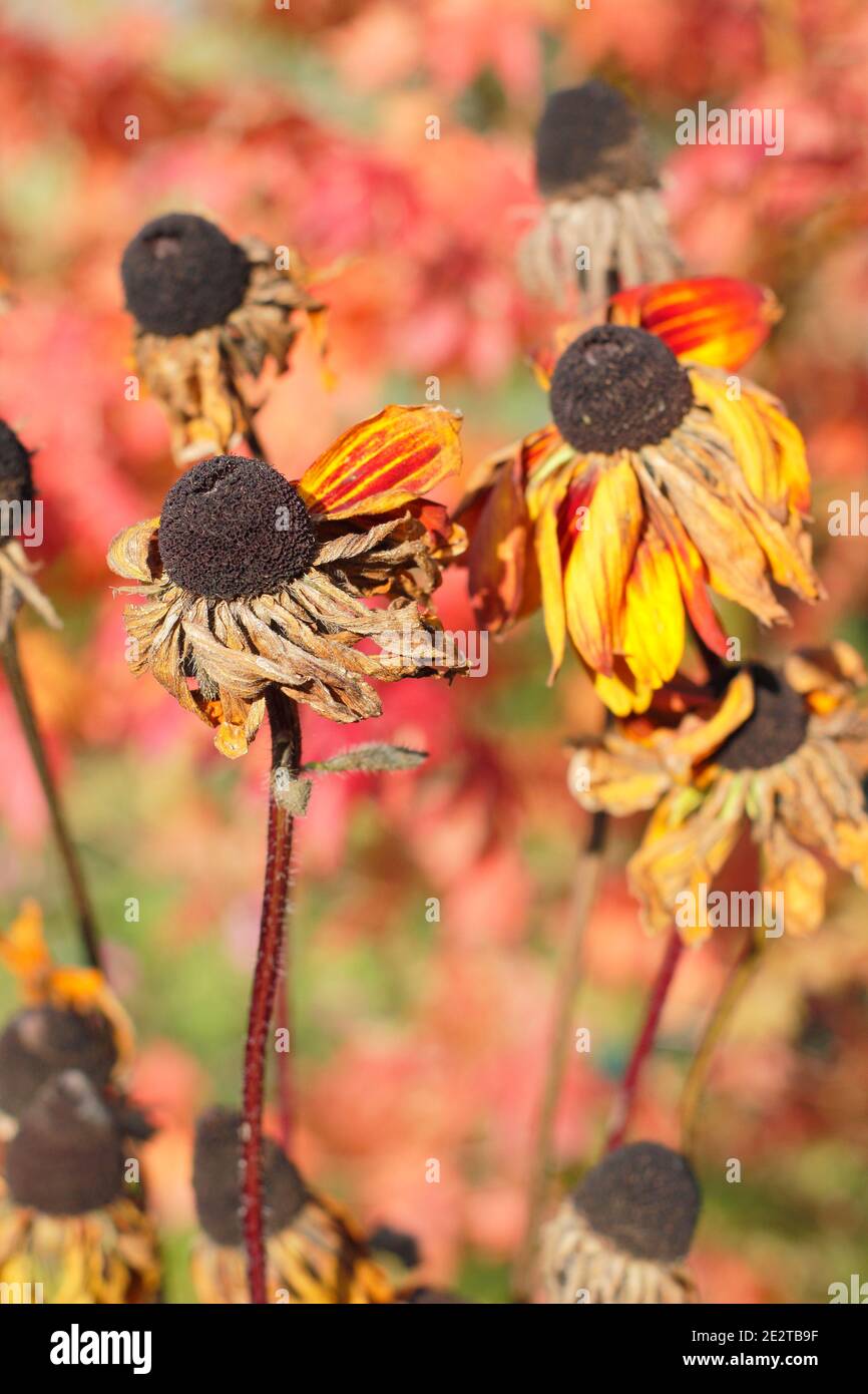 Les têtes de graines de Rudbeckia dans un jardin d'automne. Rudbeckia hirta. ROYAUME-UNI Banque D'Images
