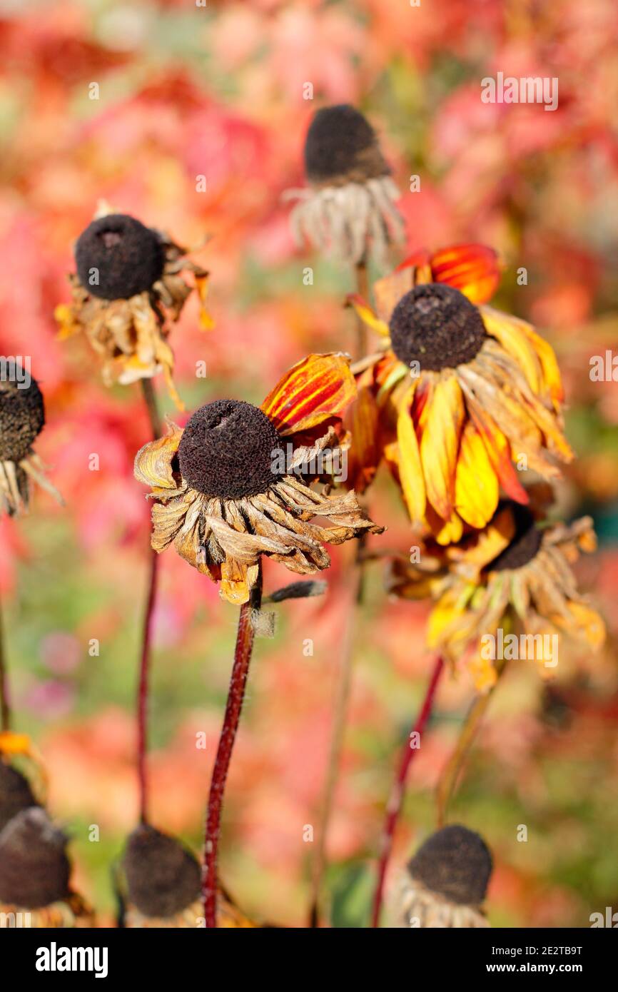 Les têtes de graines de Rudbeckia dans un jardin d'automne. Rudbeckia hirta. ROYAUME-UNI Banque D'Images