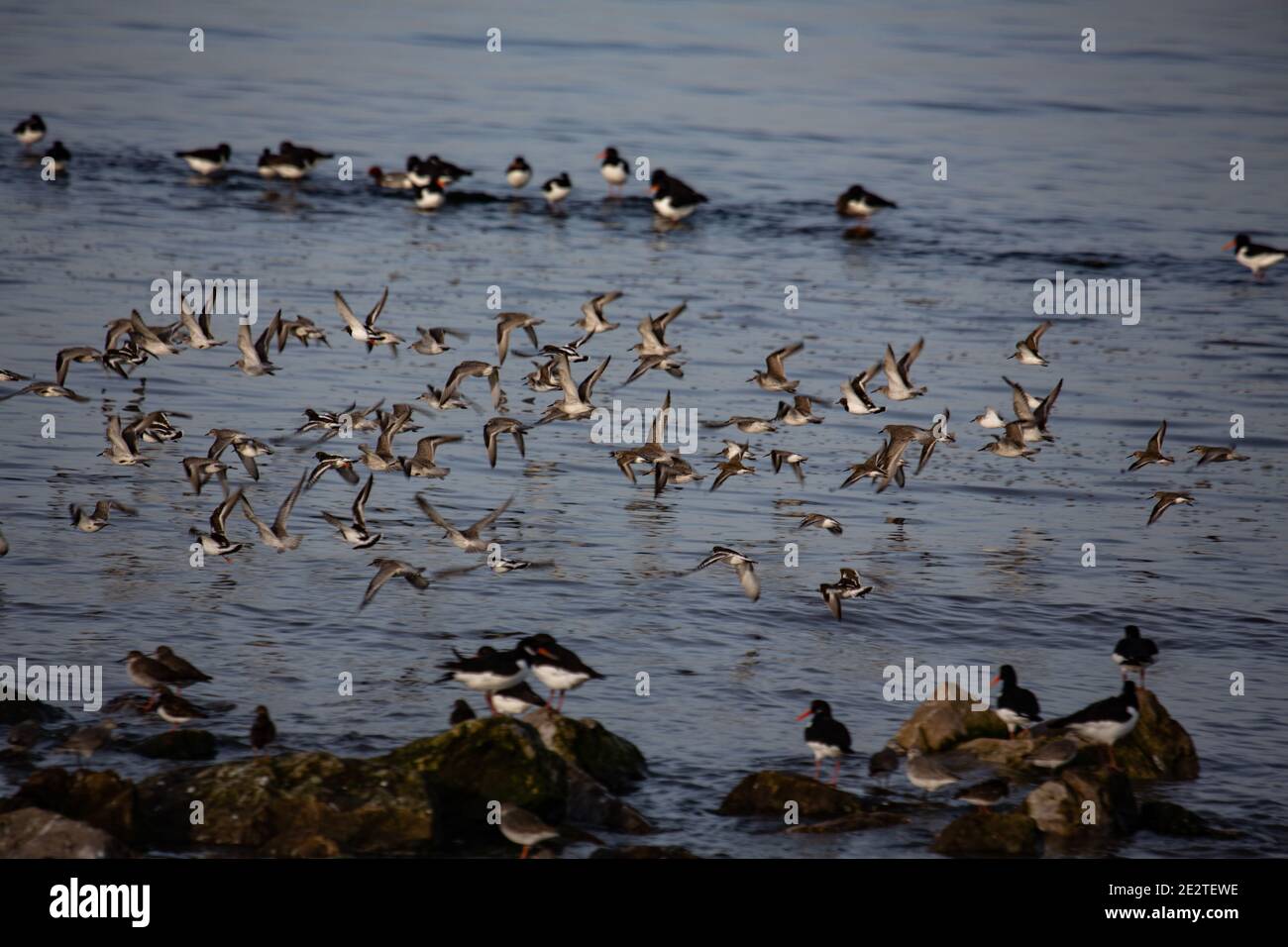 Morecambe, Lancashire, Royaume-Uni. 15 janvier 2021. Journée froide à Morecambe à marée haute a vu beaucoup de la vie d'oiseaux dans la baie de Morecambe se rassembler sur les eaux de la pierre de rupture crédit: PN News/Alay Live News Banque D'Images