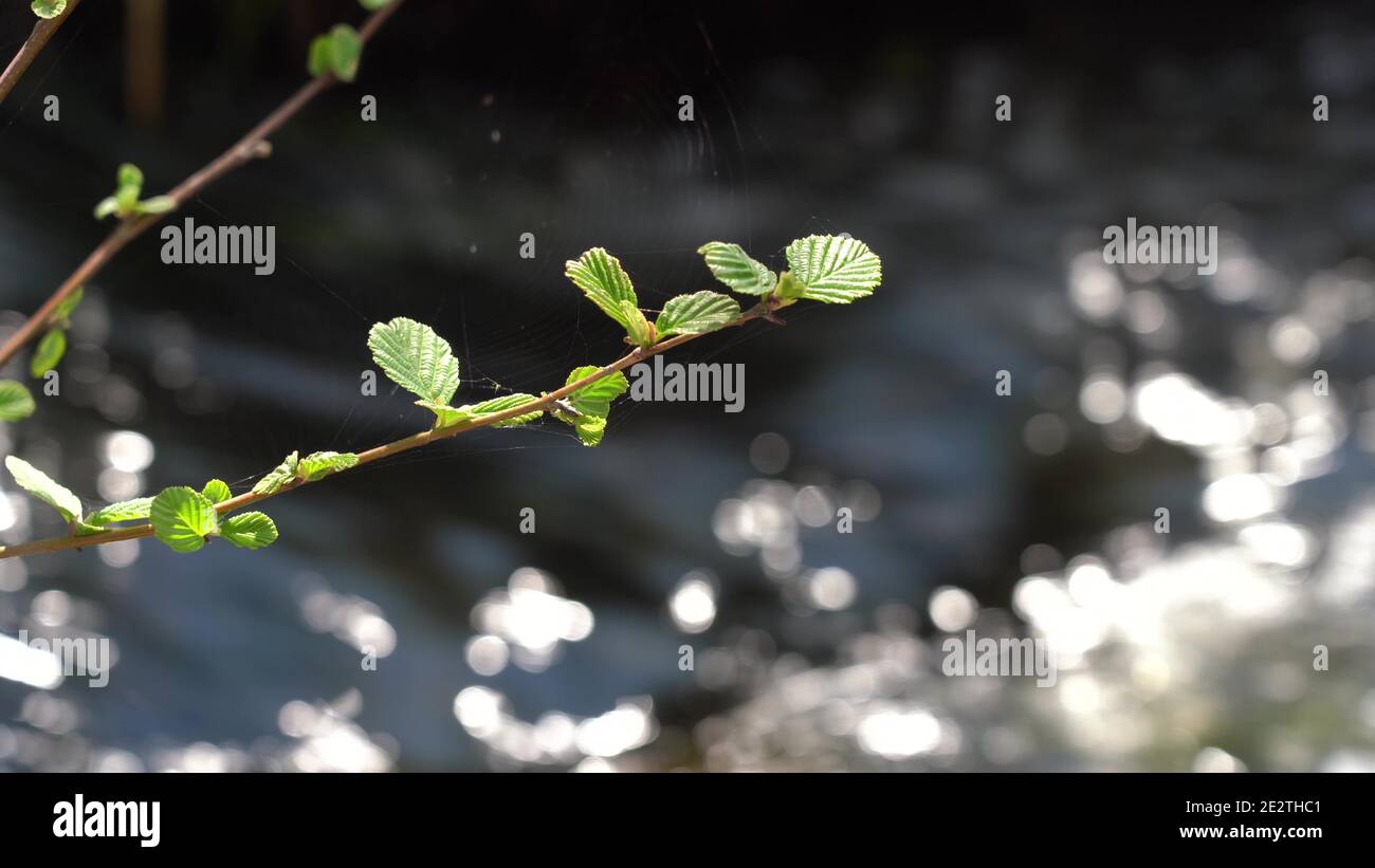 Les premières feuilles vertes sur une branche. Toile fine. Arrière-plan de rivière flou avec reflet du soleil Banque D'Images
