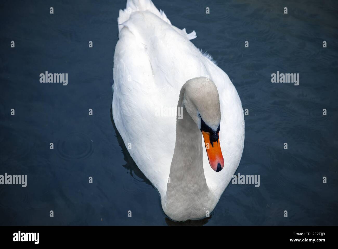 Magnifique cygne blanc nageant sur le fleuve Coln en Angleterre Banque D'Images